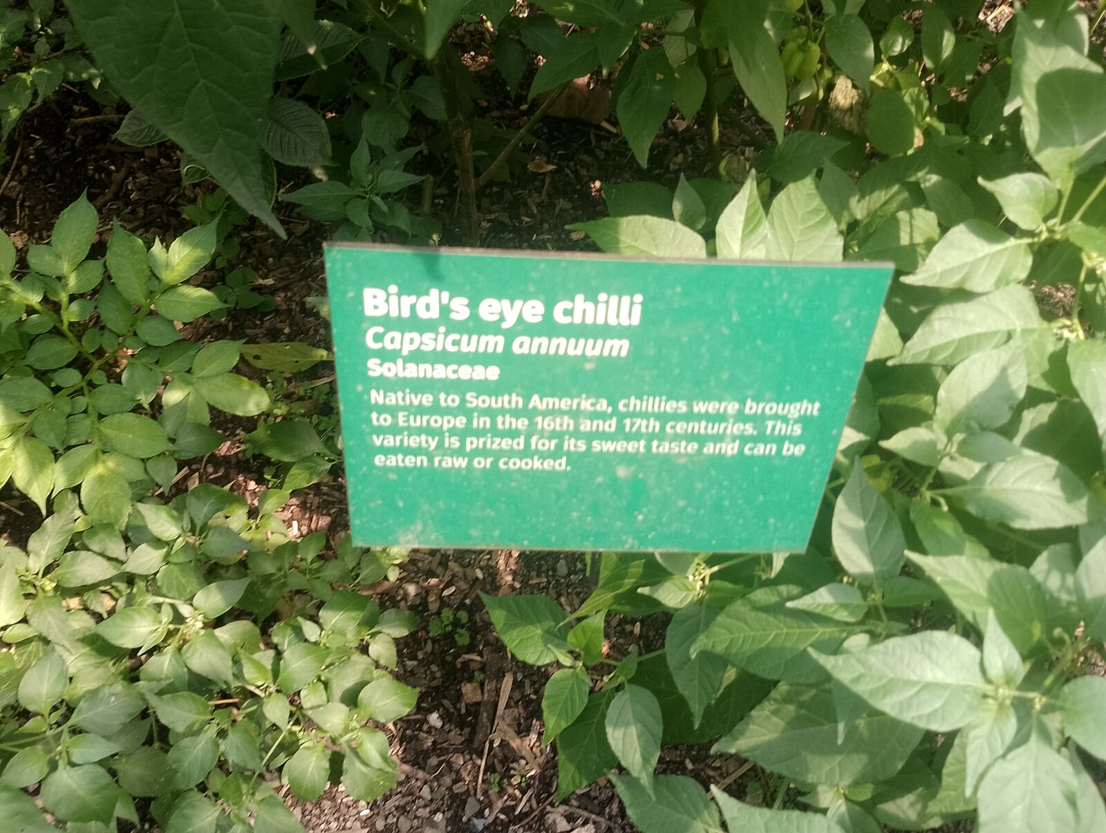 Eden Project