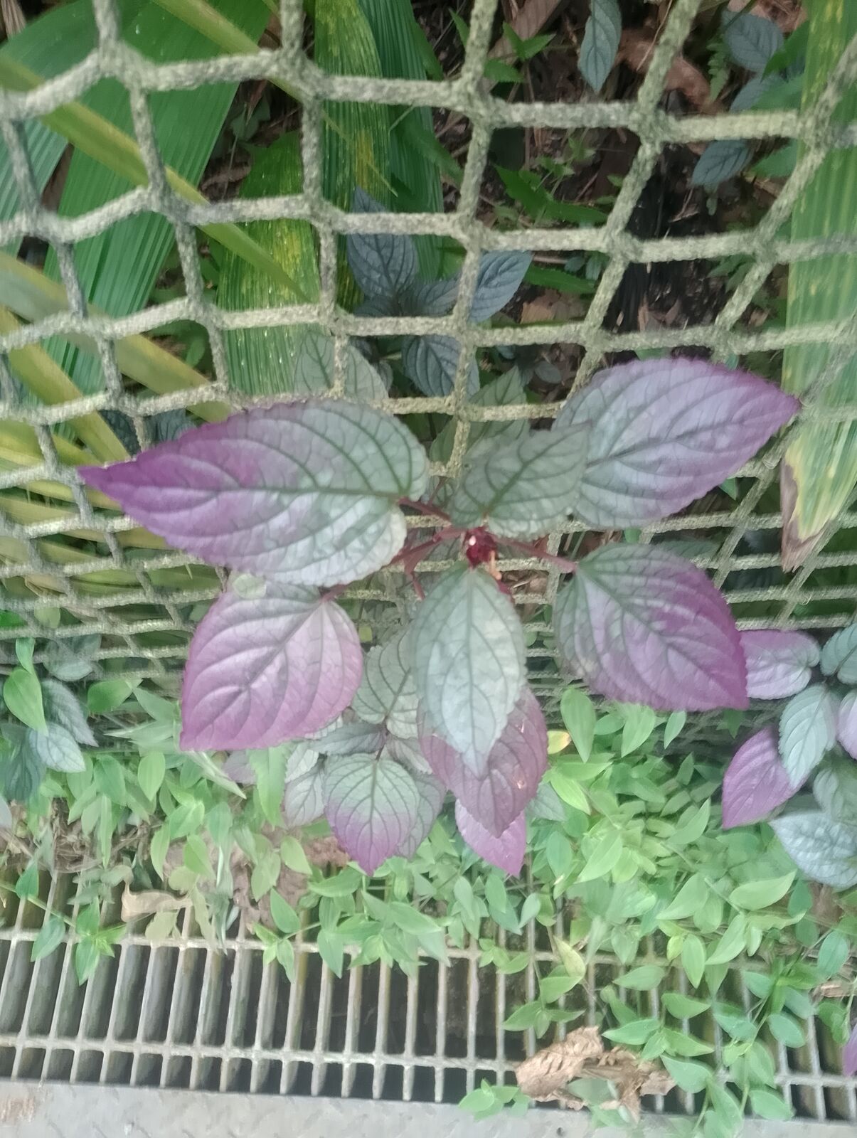 Eden Project