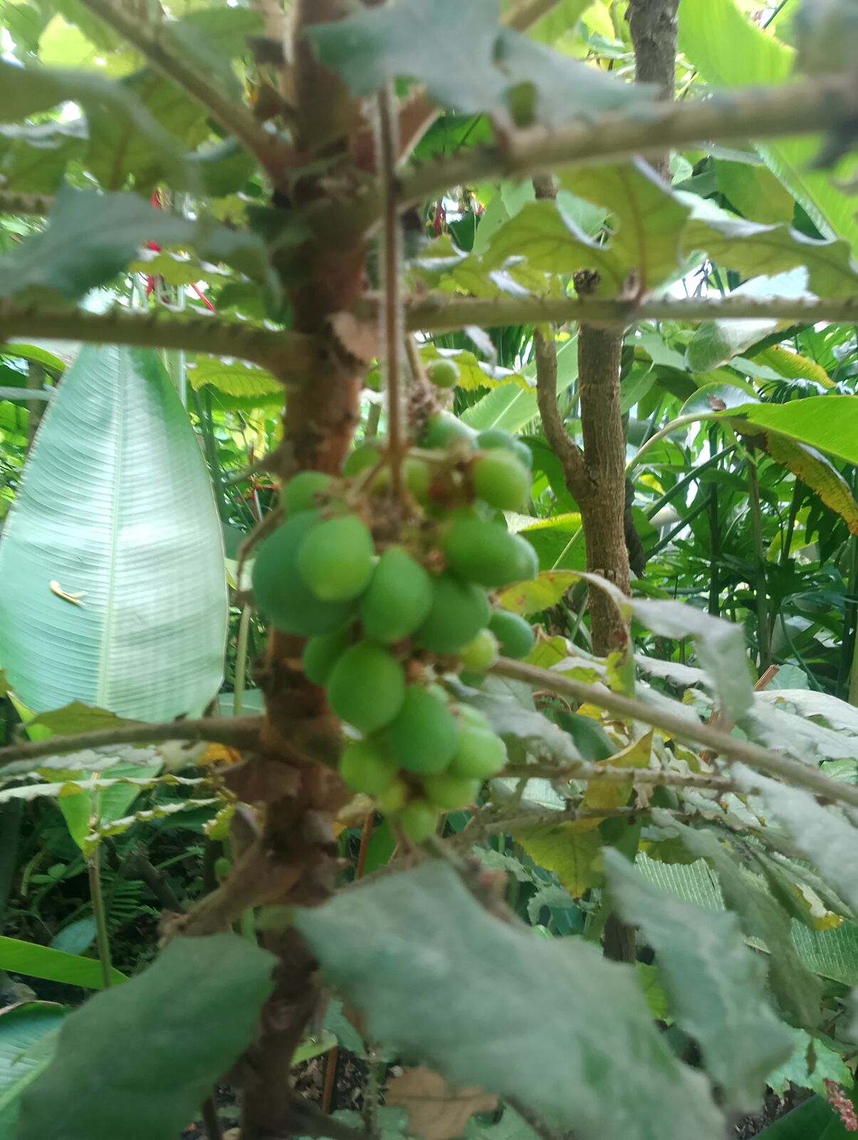 Eden Project