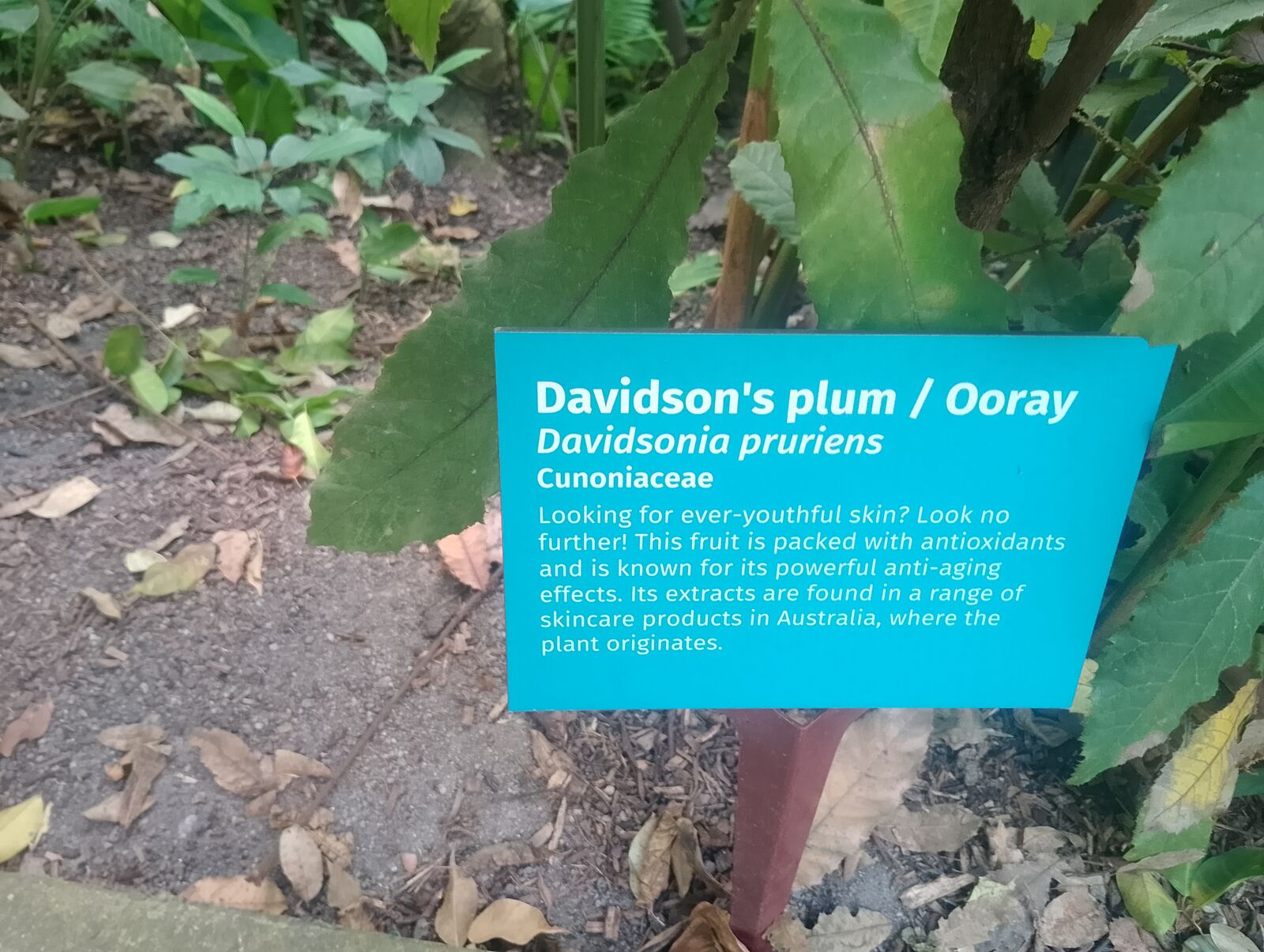 Eden Project