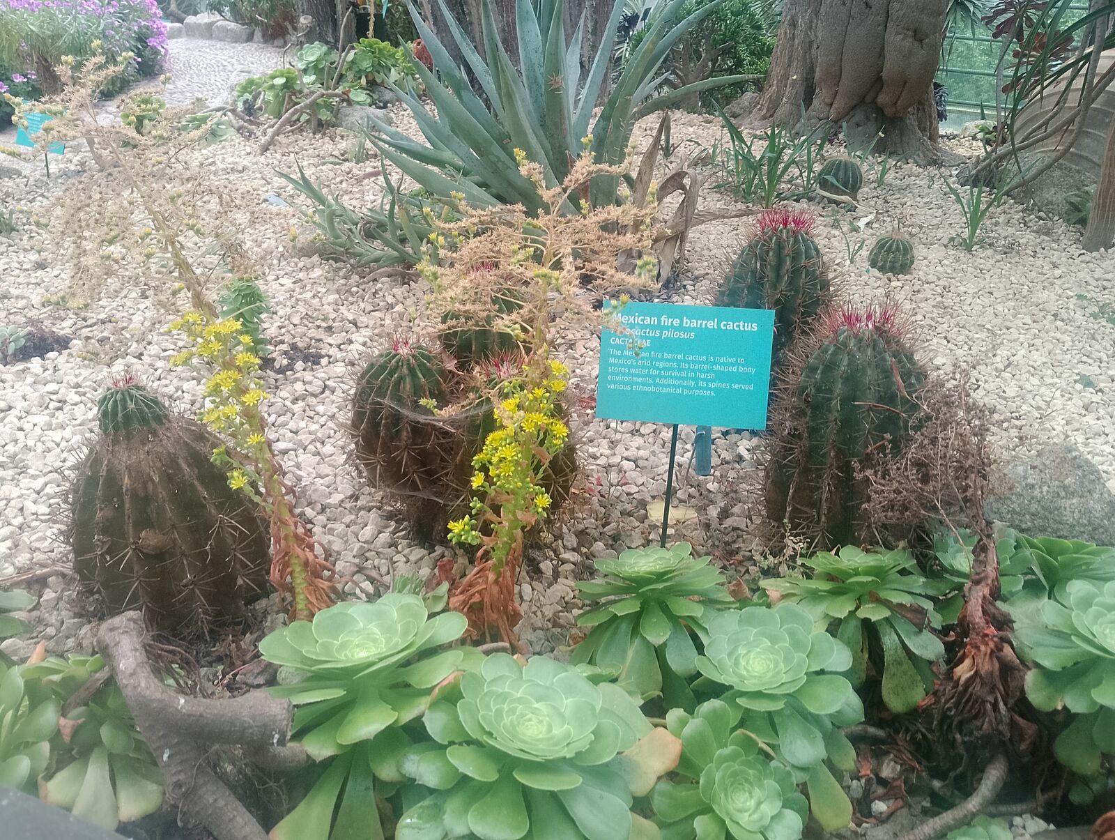 Eden Project