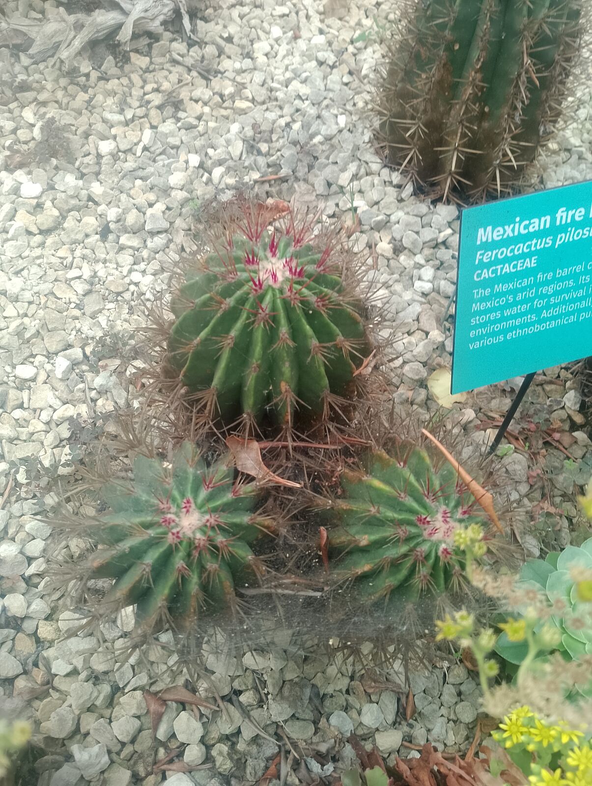 Eden Project