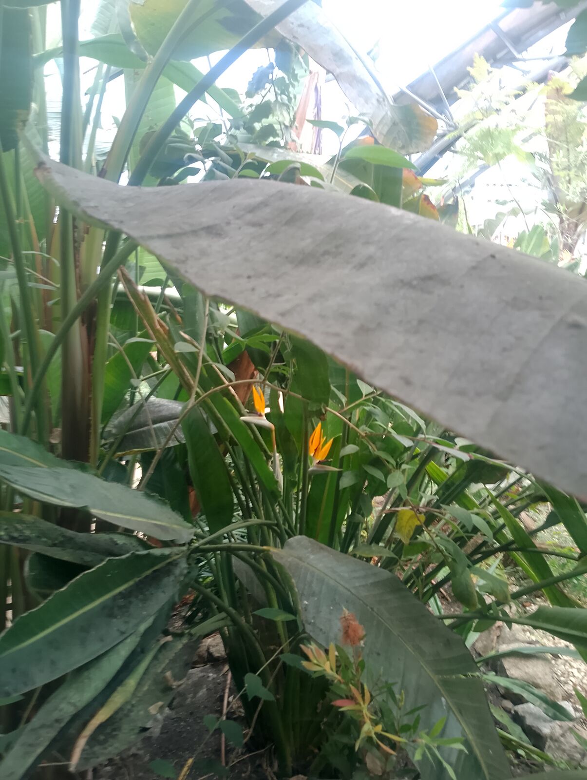 Eden Project