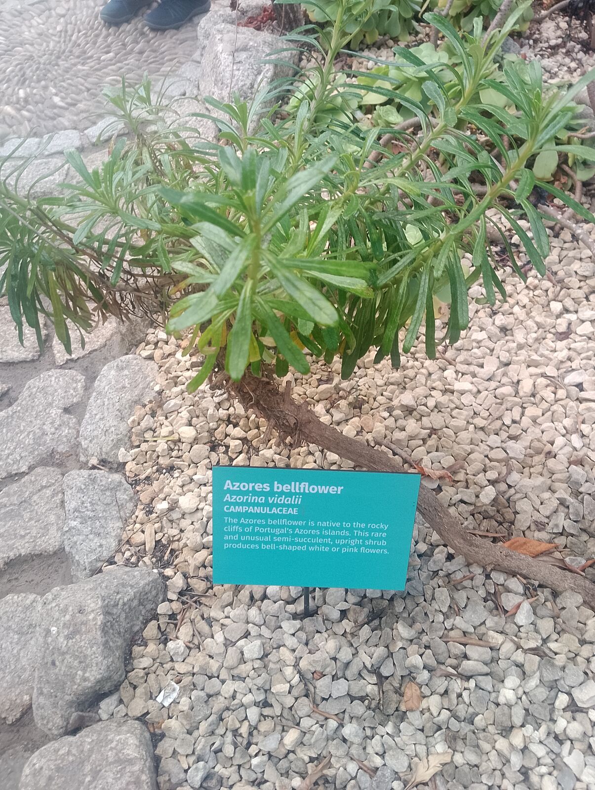 Eden Project