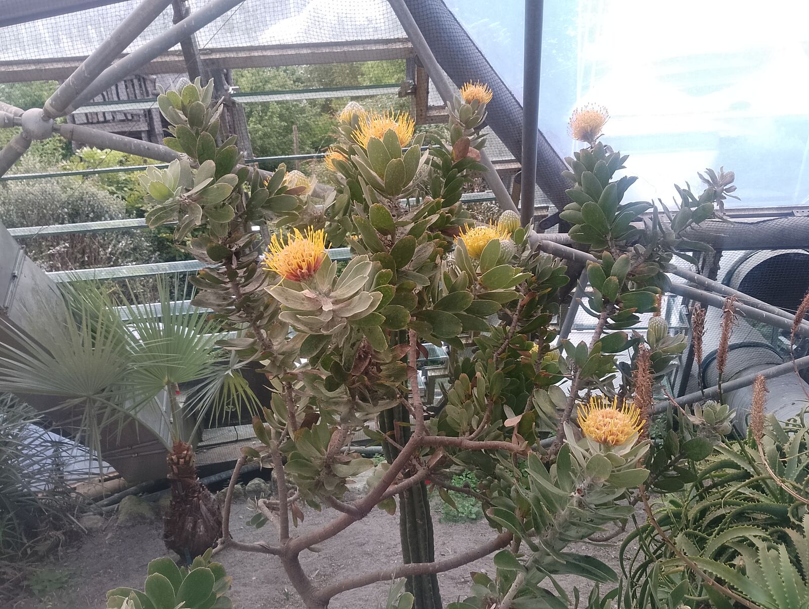 Eden Project