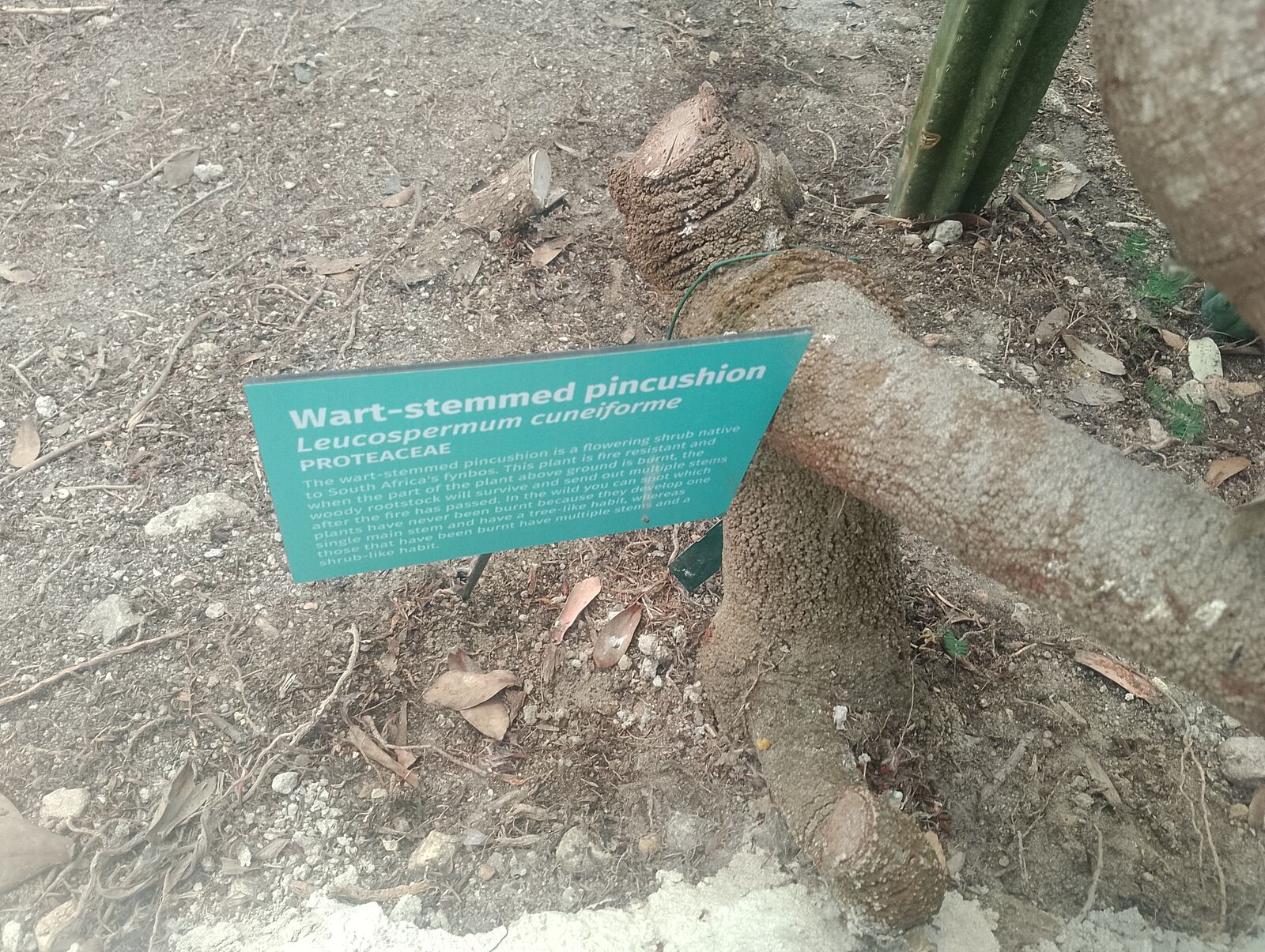 Eden Project