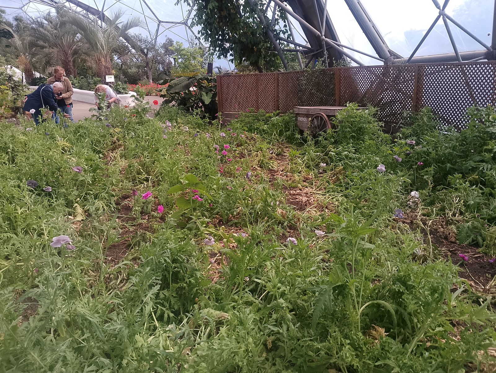 Eden Project
