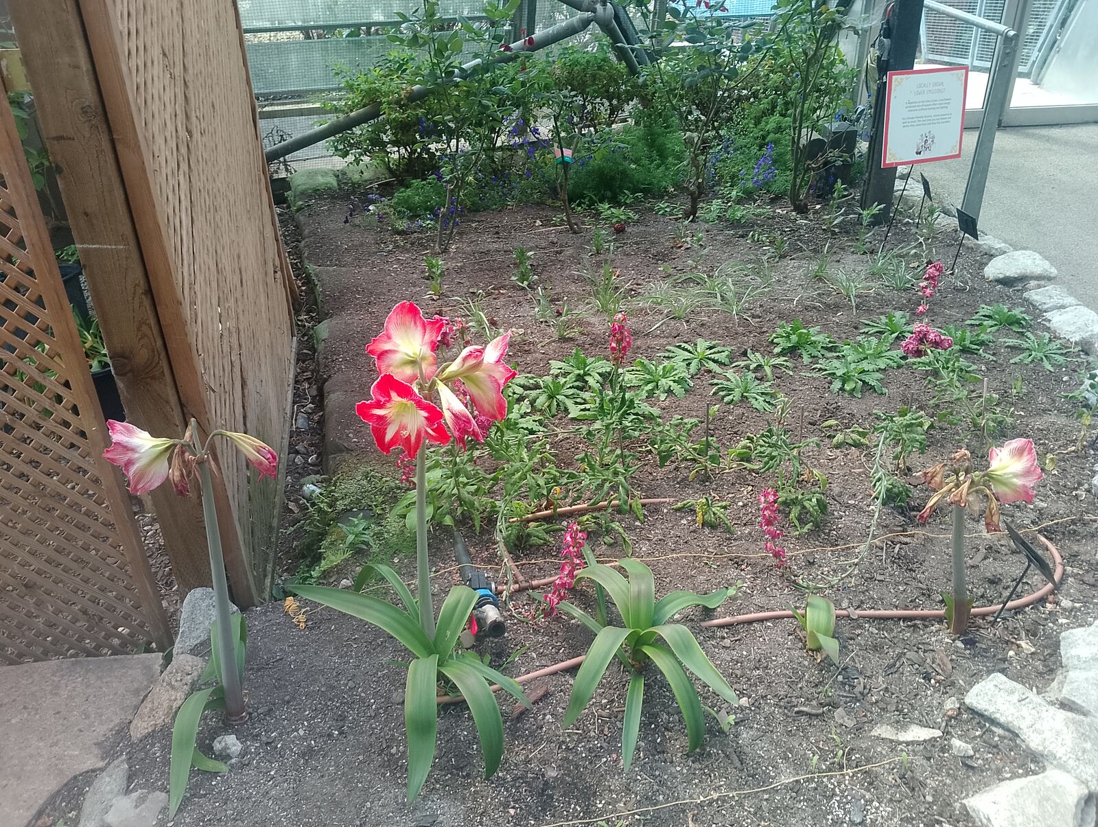 Eden Project