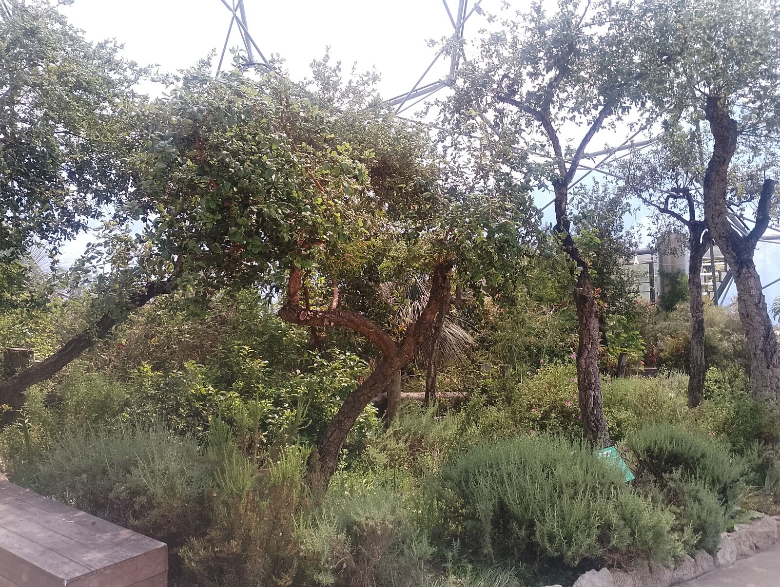 Eden Project