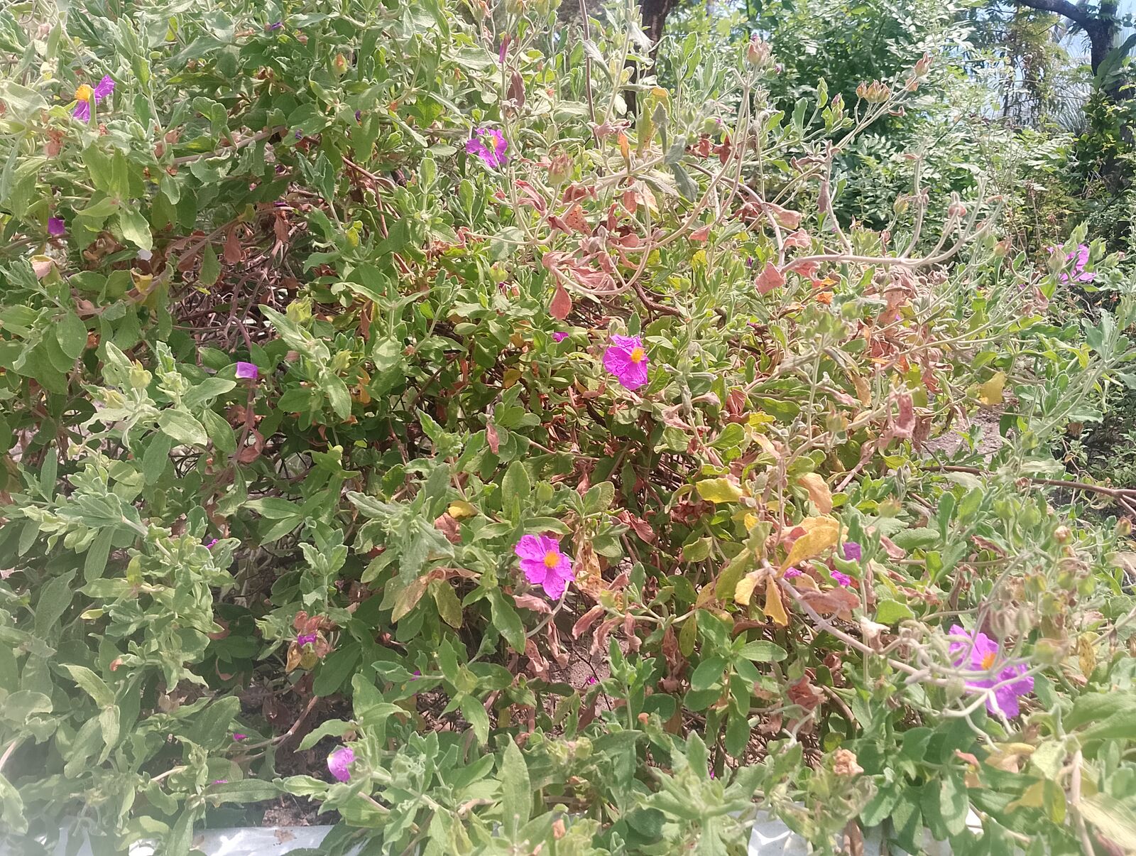 Eden Project