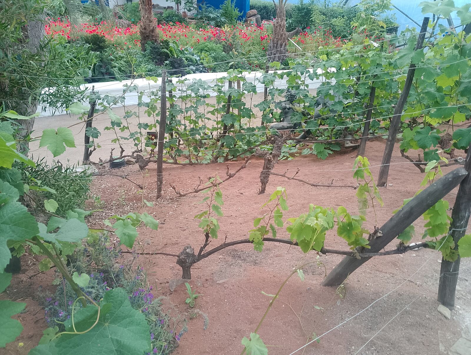 Eden Project