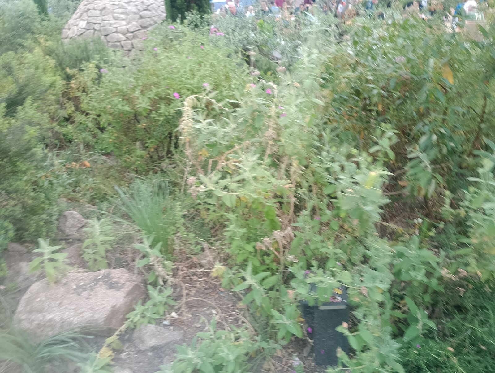 Eden Project