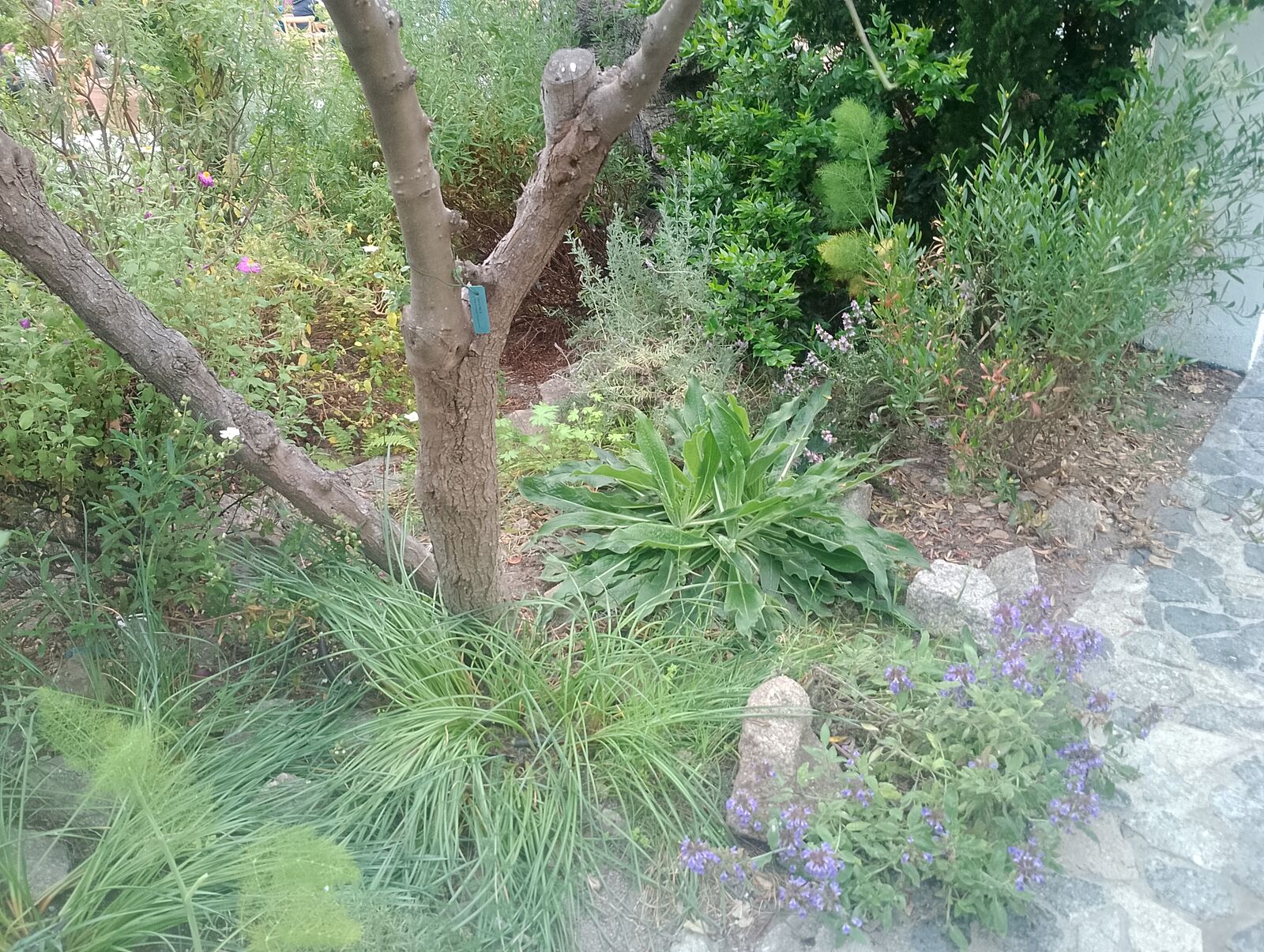 Eden Project