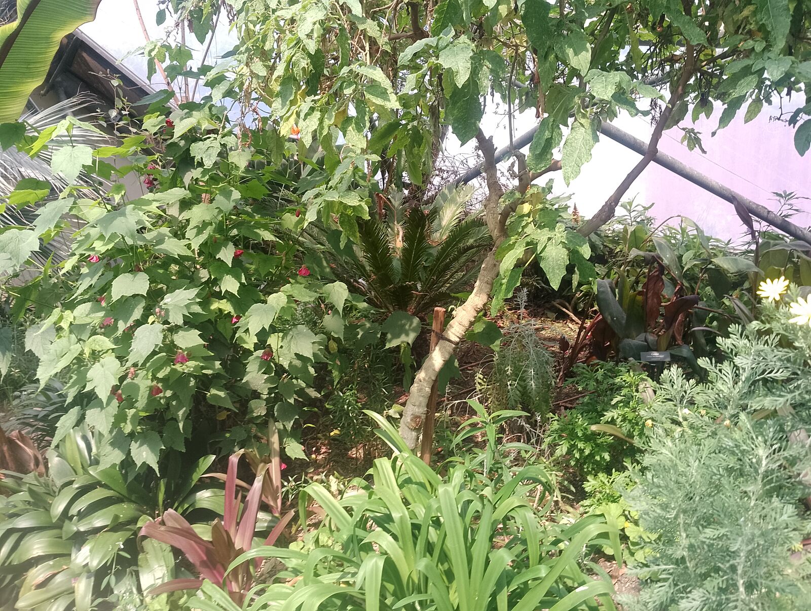 Eden Project