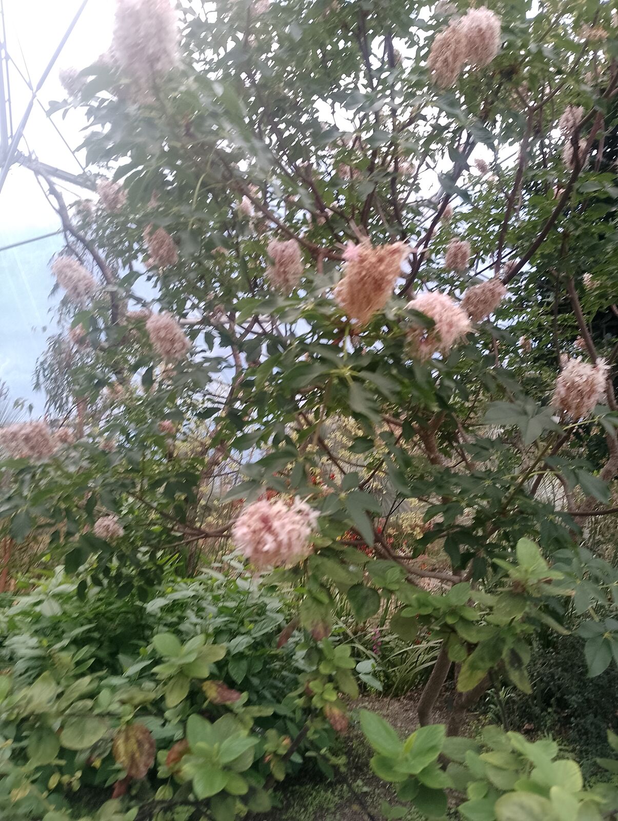 Eden Project