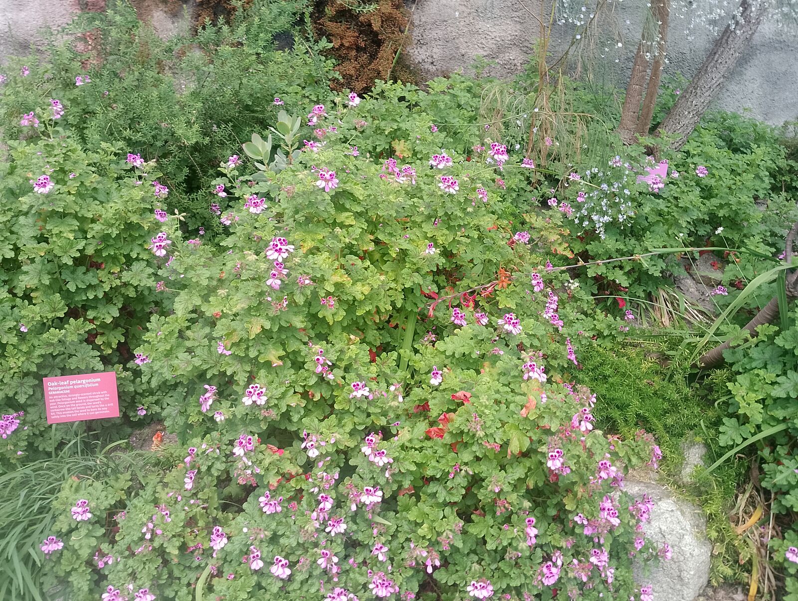 Eden Project