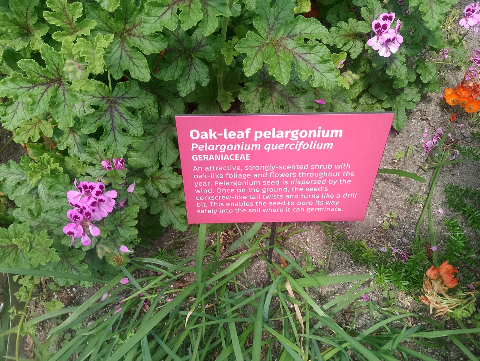 Eden Project