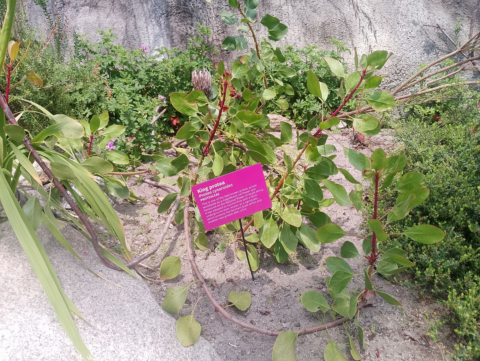 Eden Project