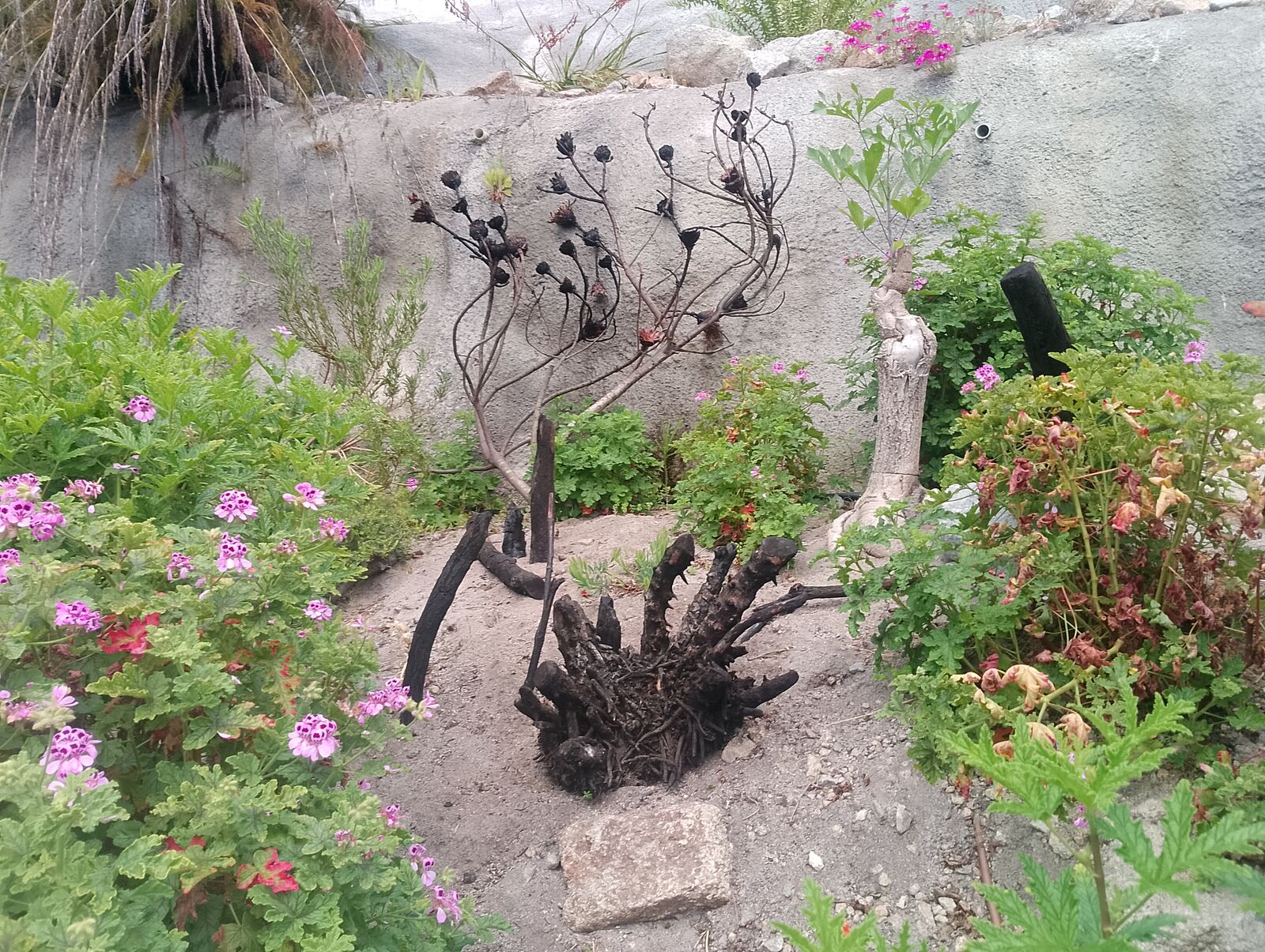 Eden Project