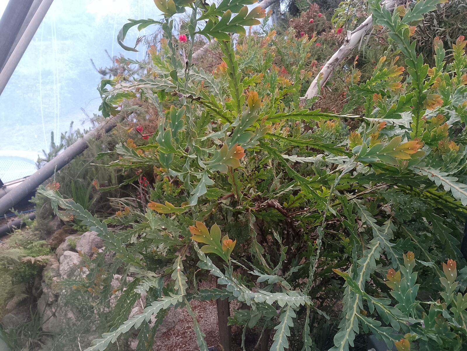 Eden Project