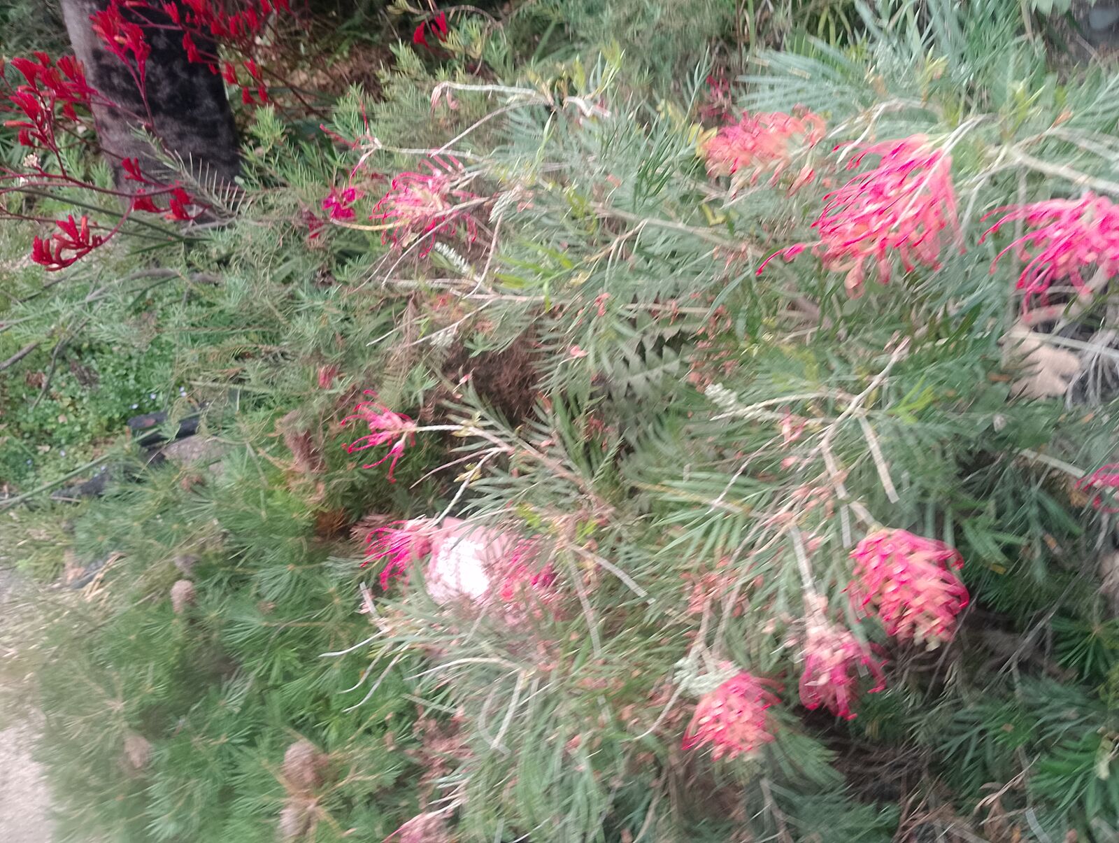 Eden Project