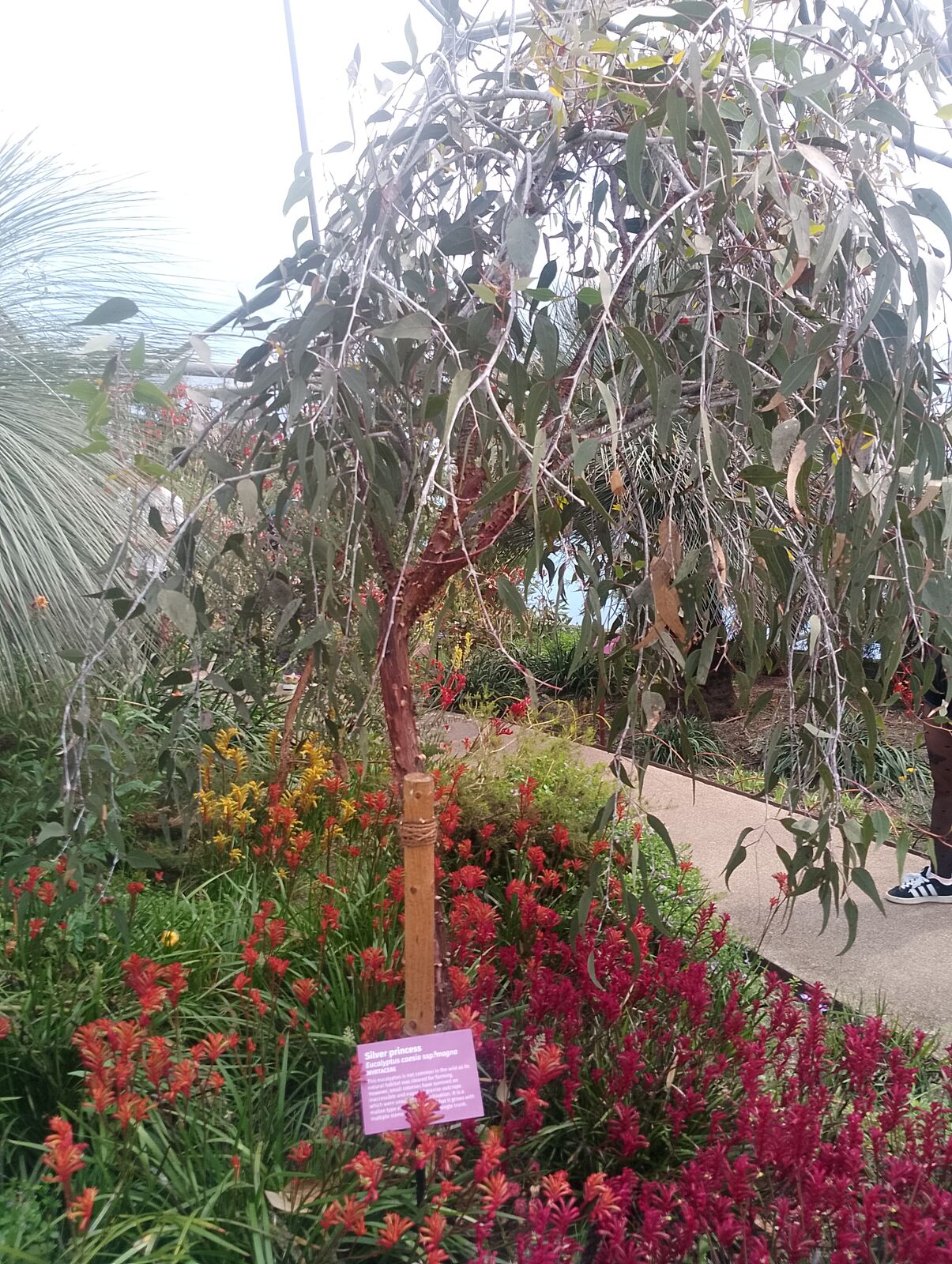 Eden Project