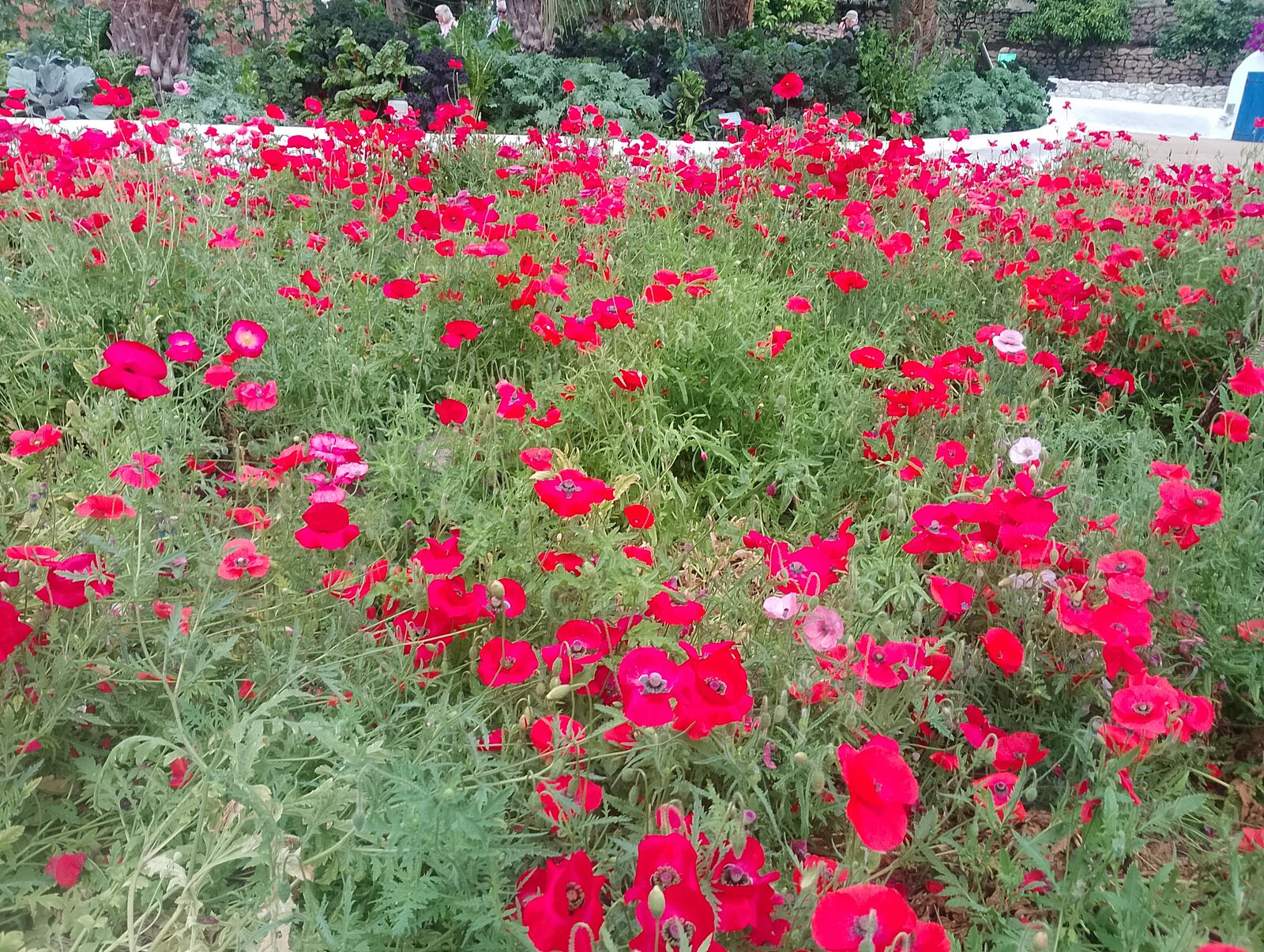 Eden Project