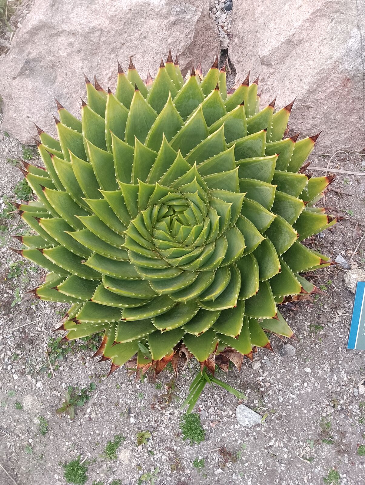 Eden Project