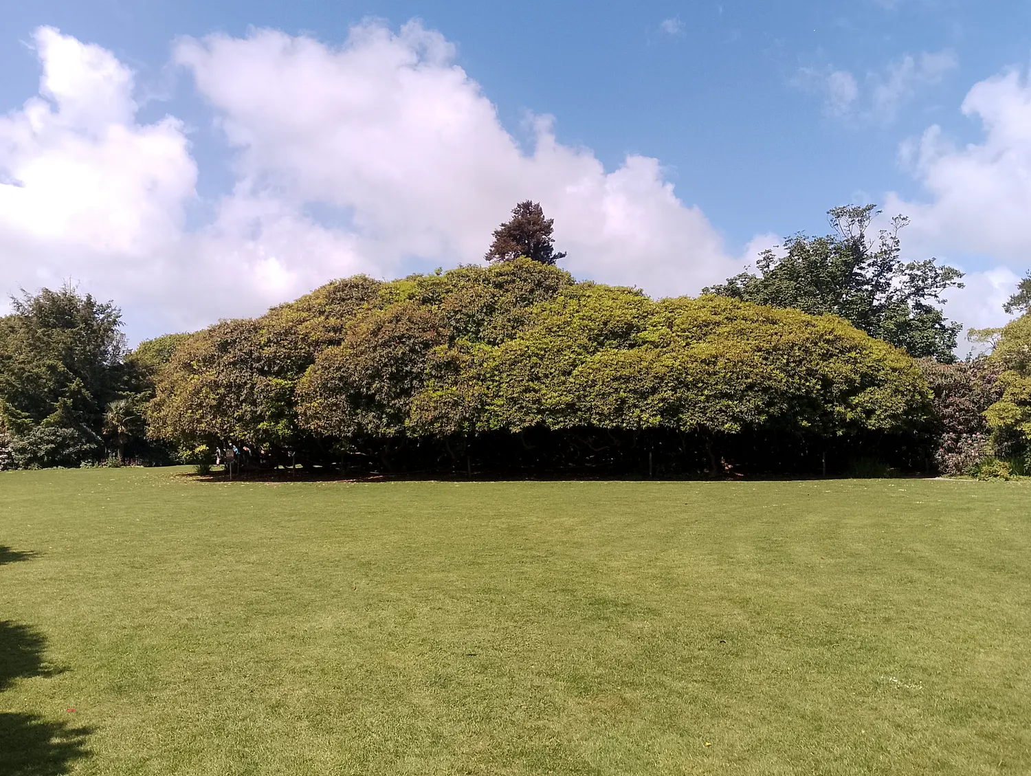 The massive Fuchsia bush - largest in England
