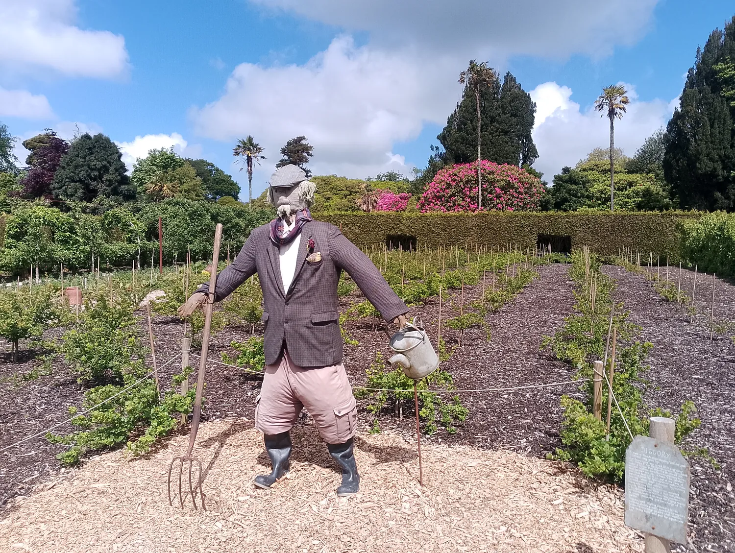 Scarecrow in the vegetable gardens