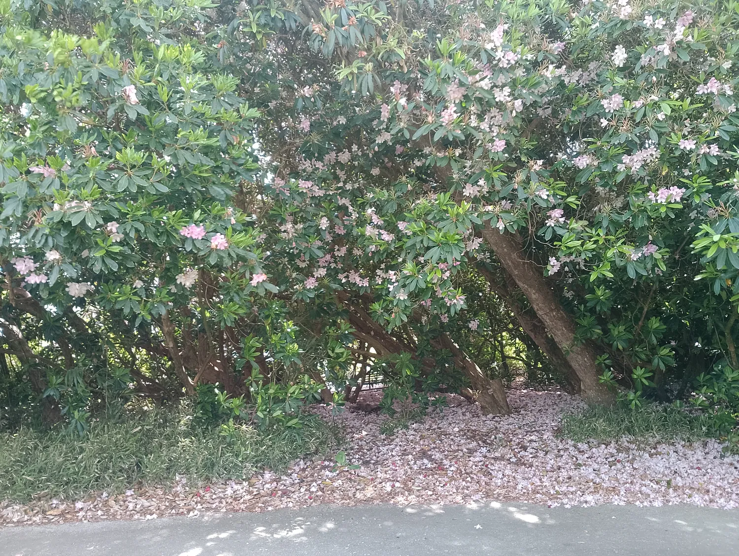 Historical garden display