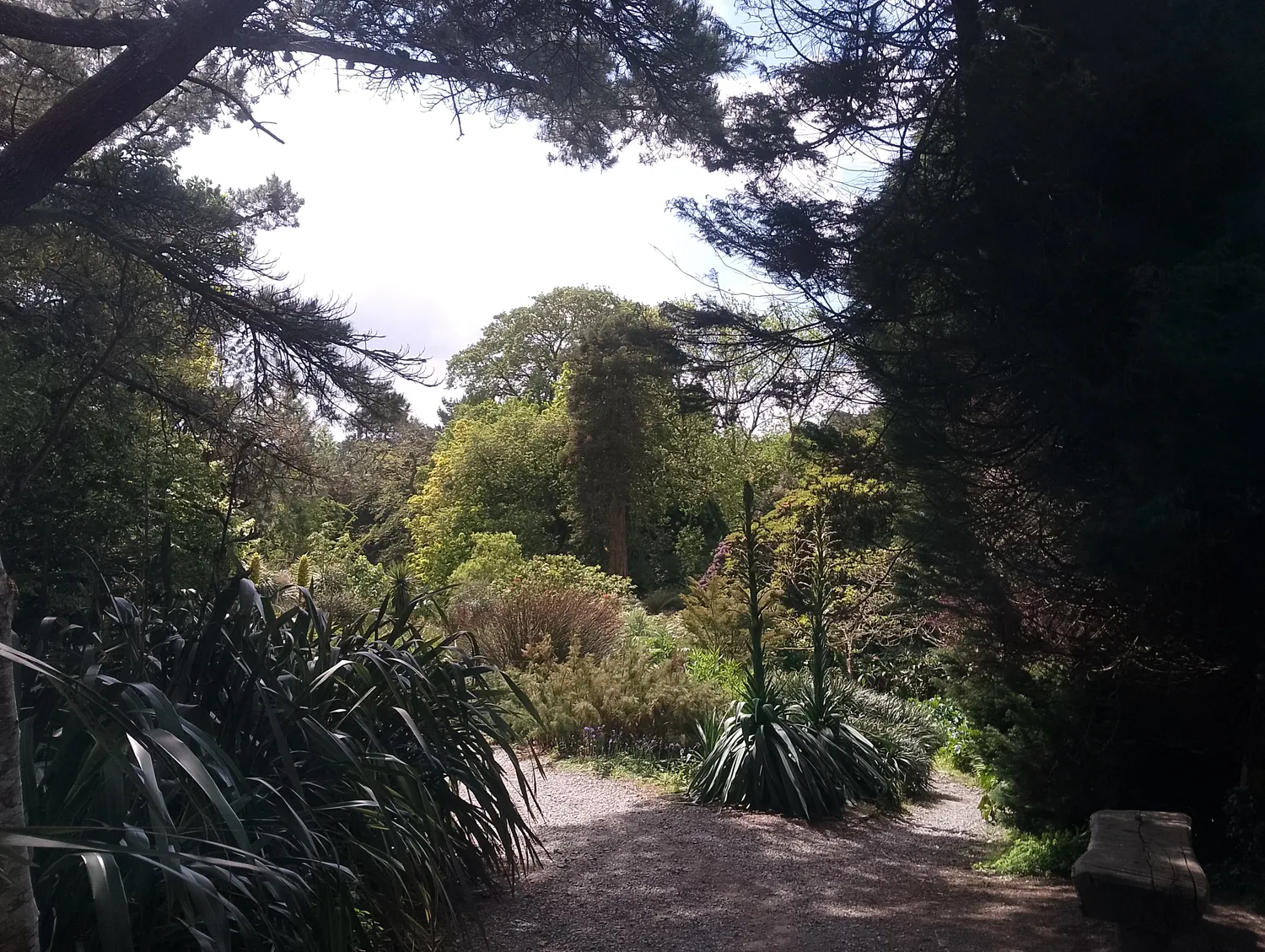 Entering the jungle path