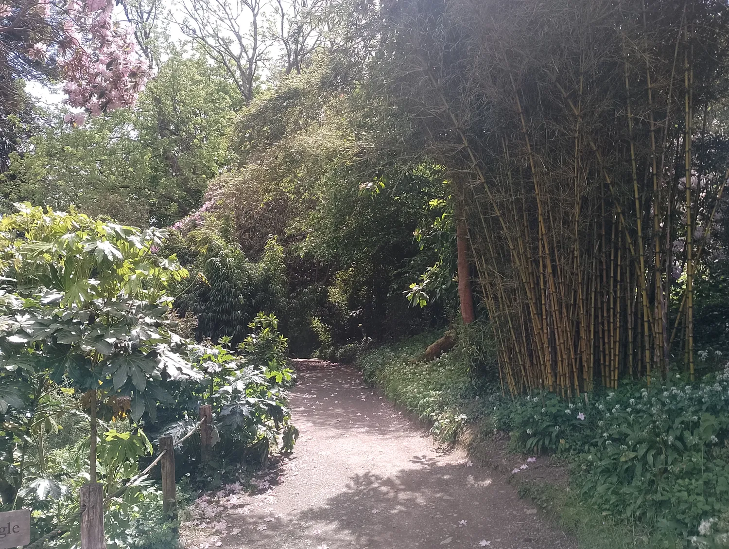 Bamboo jungle path