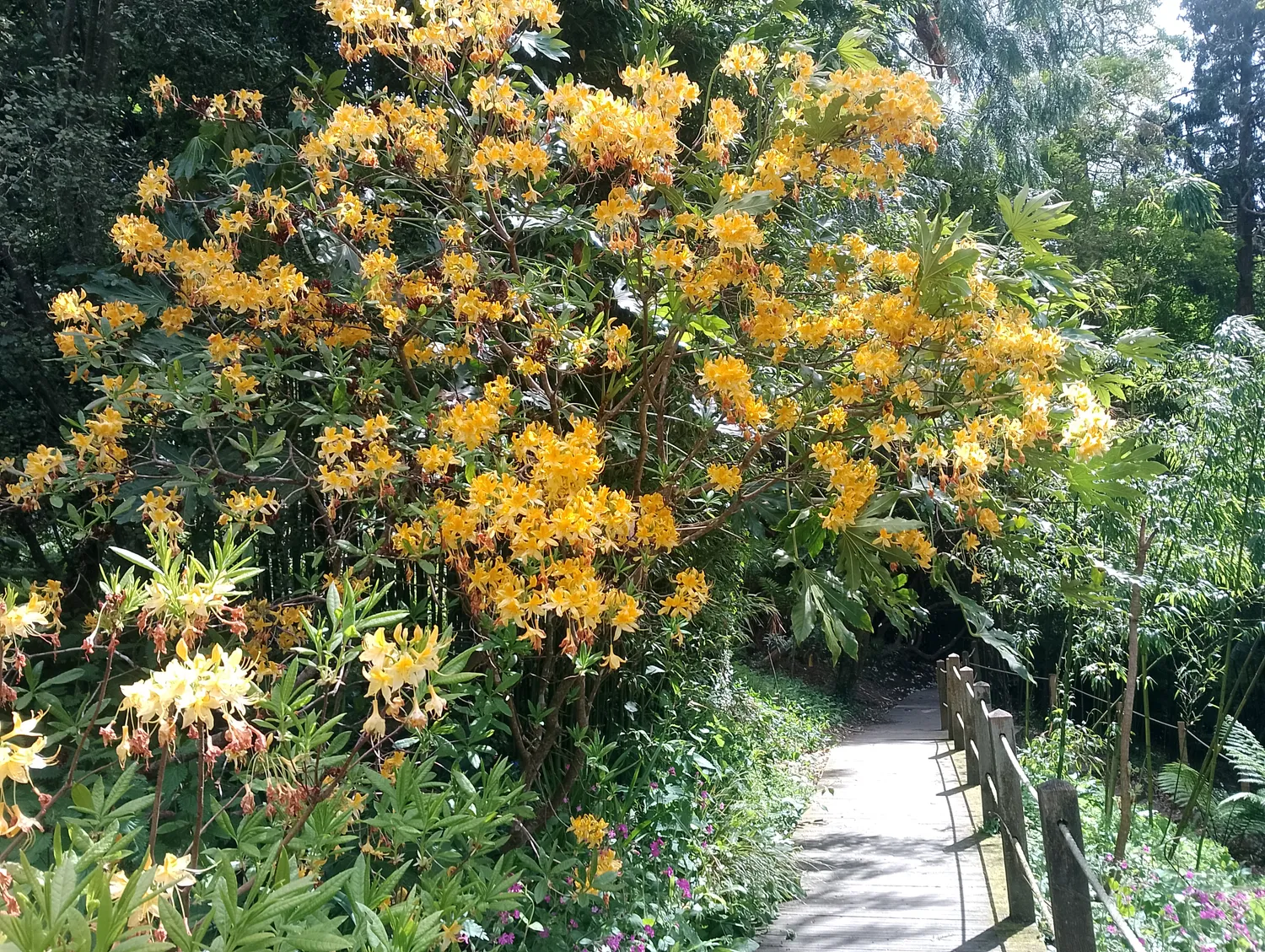 Jungle trail