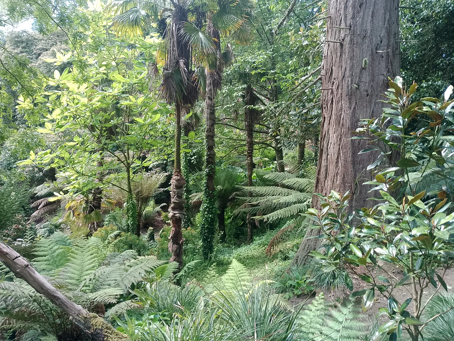 Tropical jungle with palms and ferns