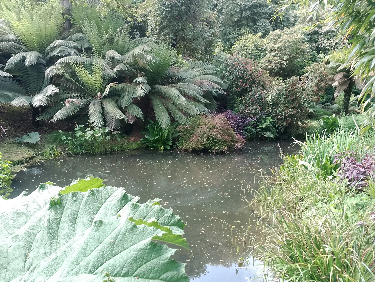 Giant rhubarb by the pond