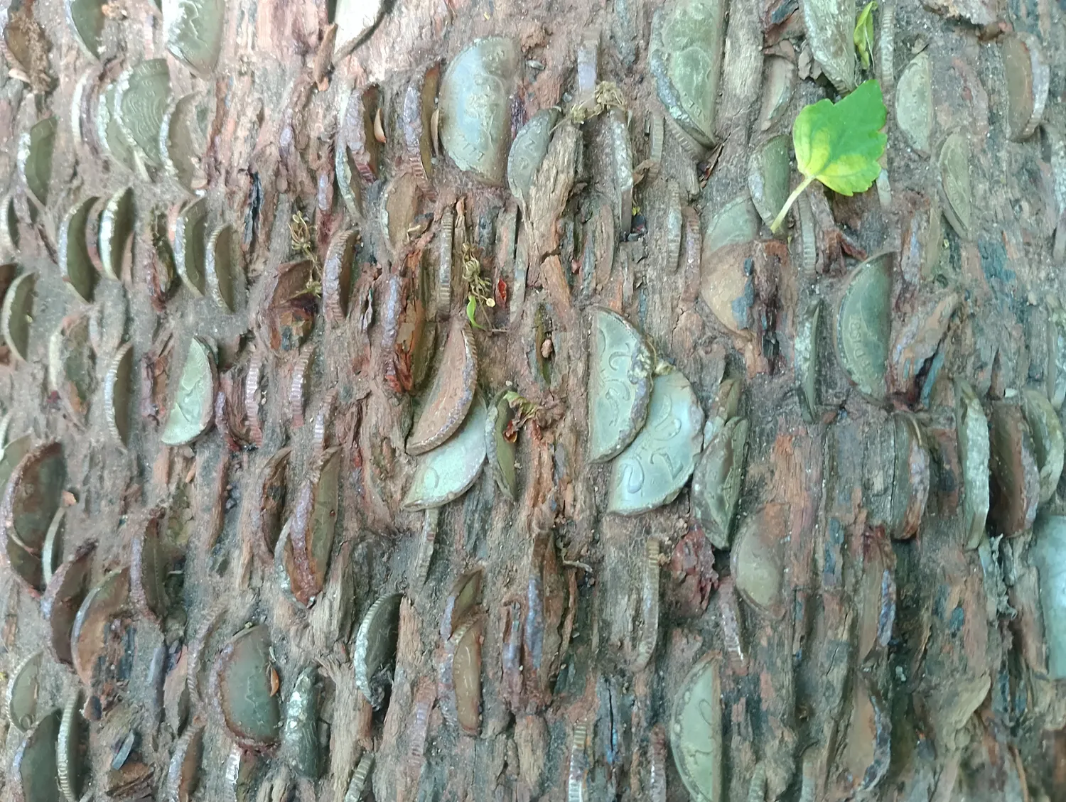 Wishing log detail