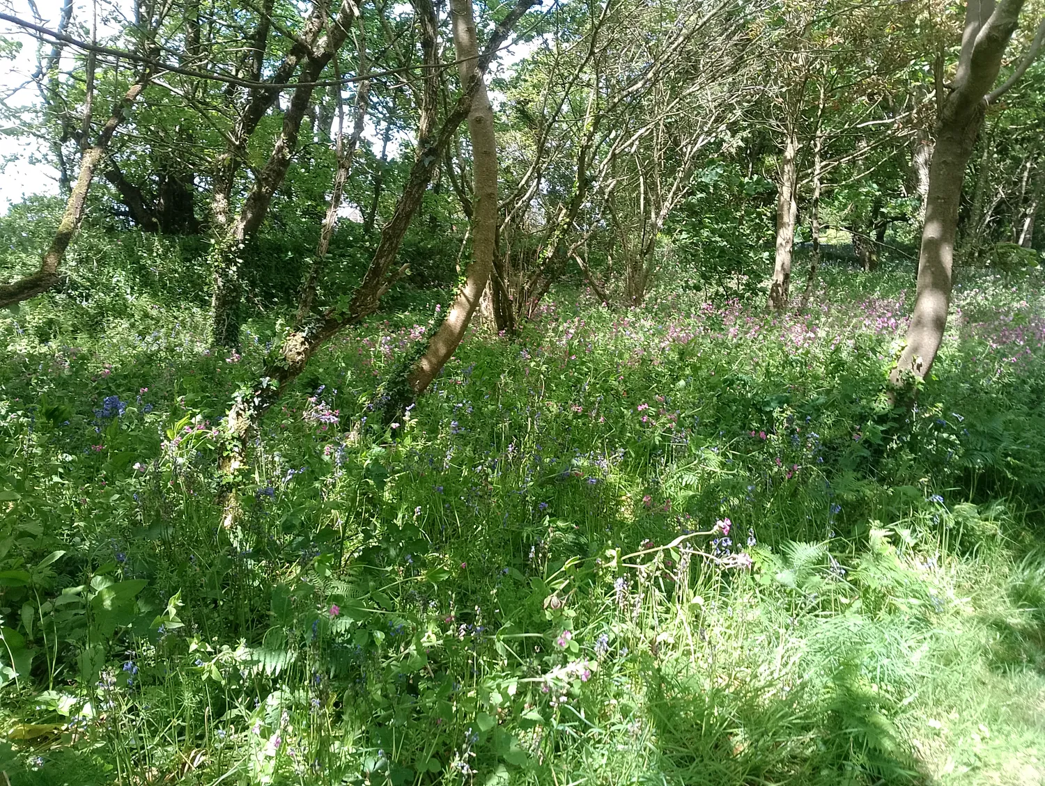 Bluebell woodland