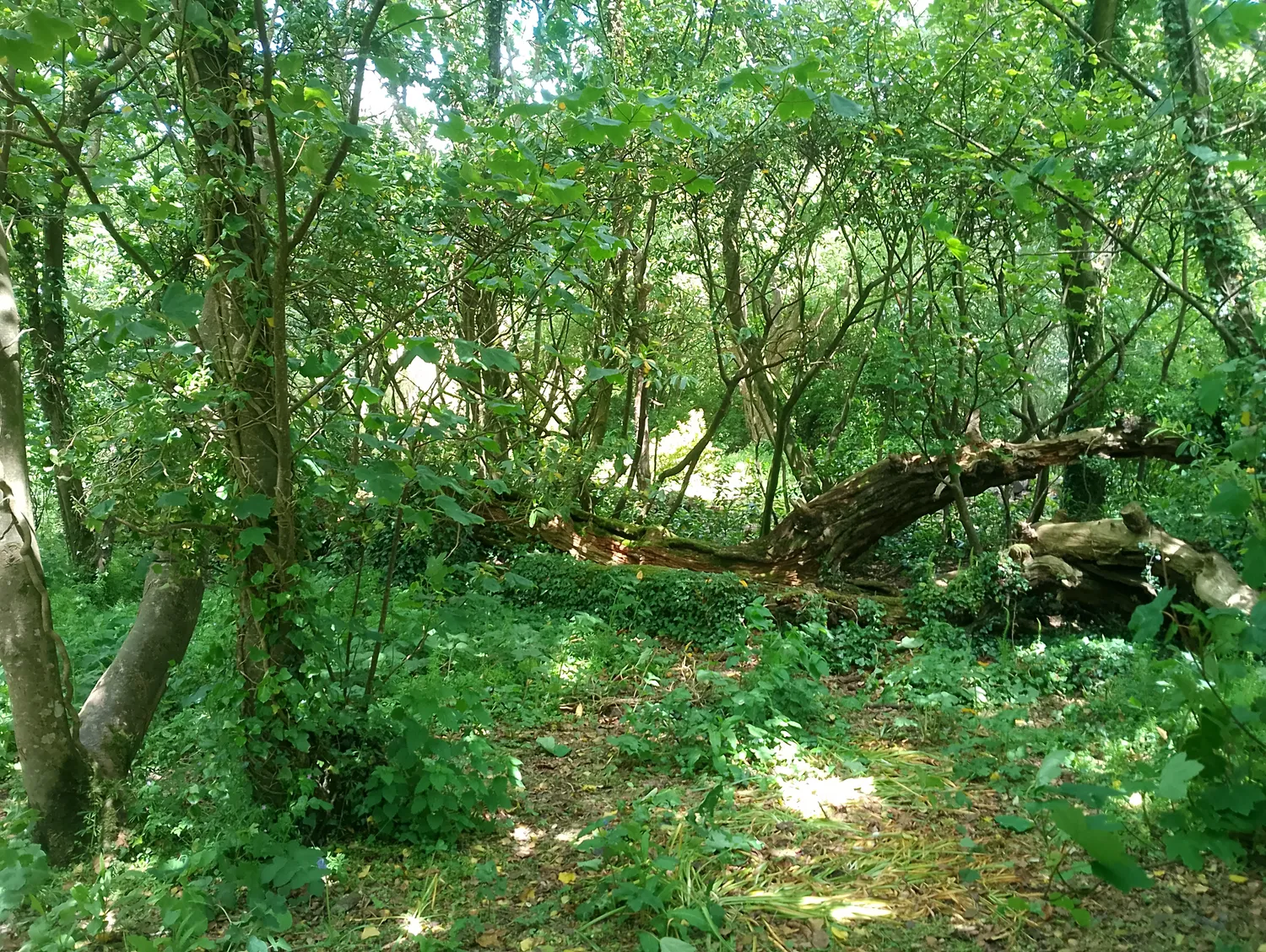 Garden trail