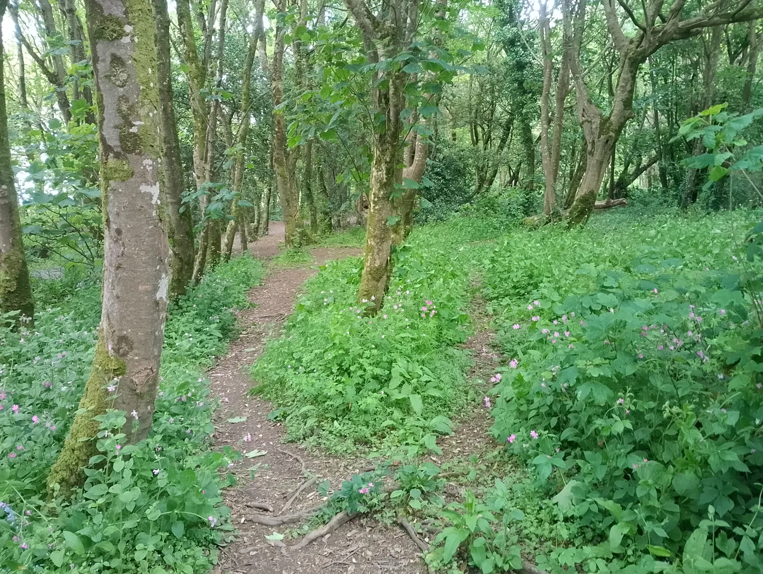 Trail continuing