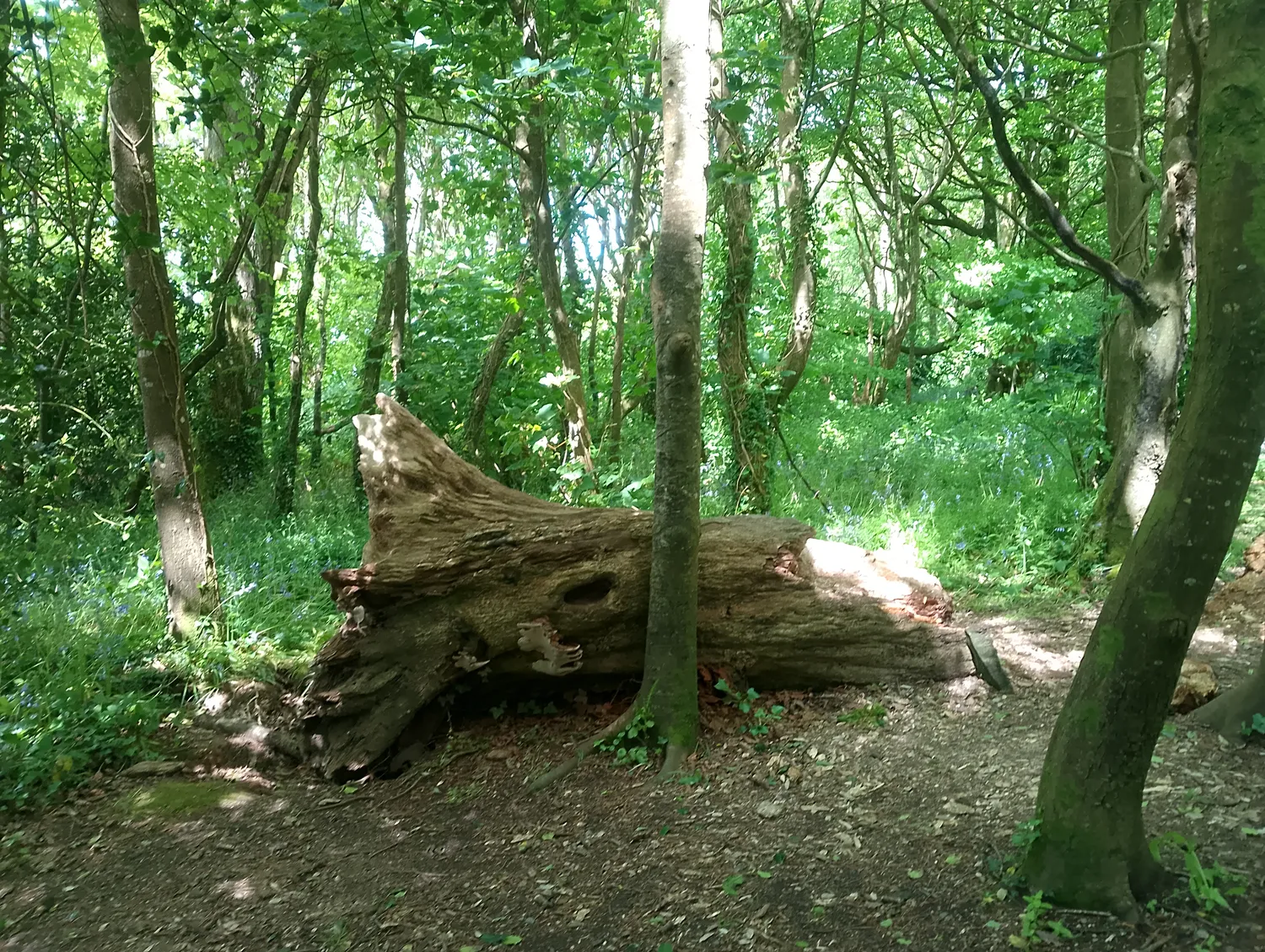Trail art