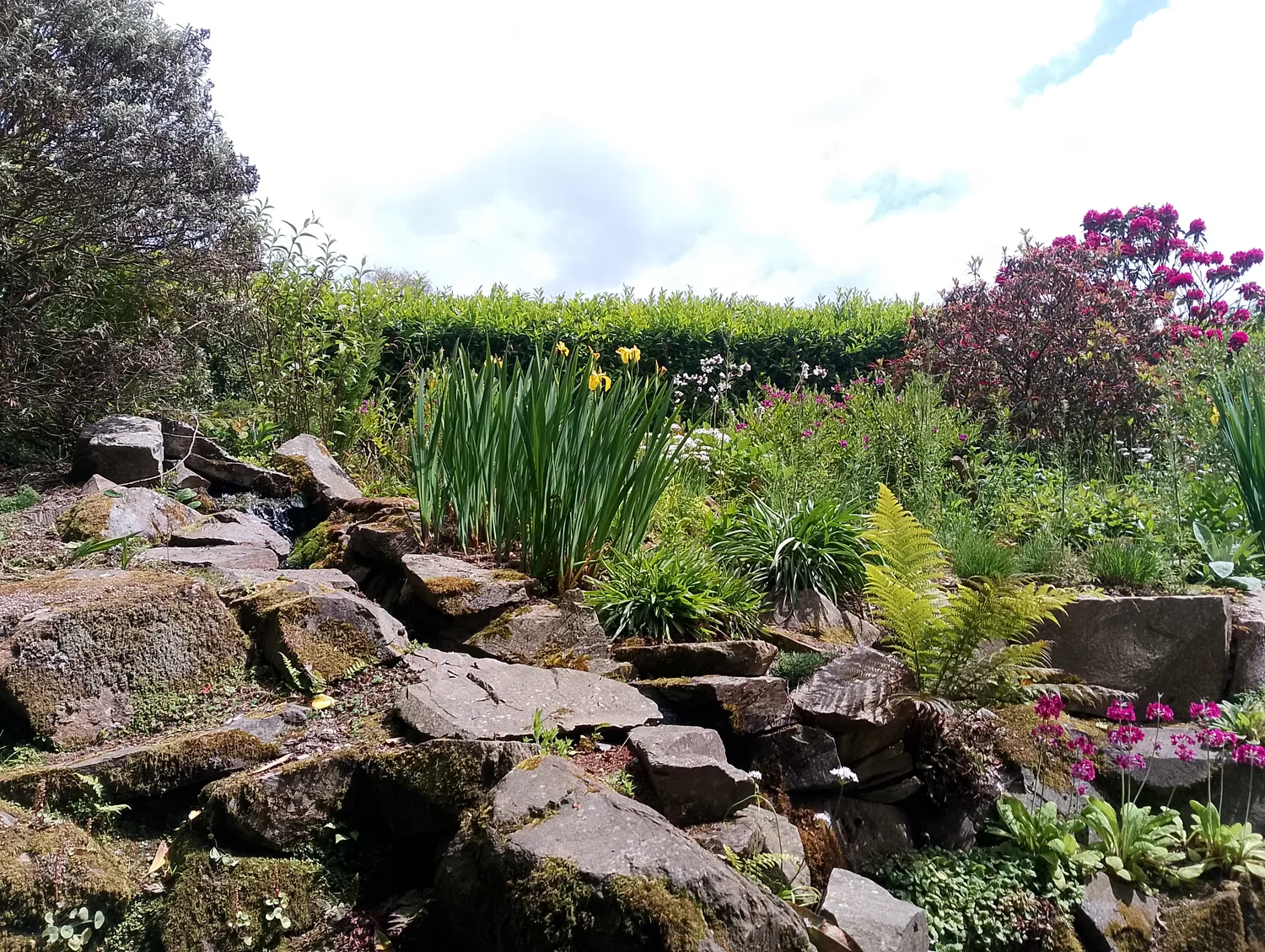 Lush garden path