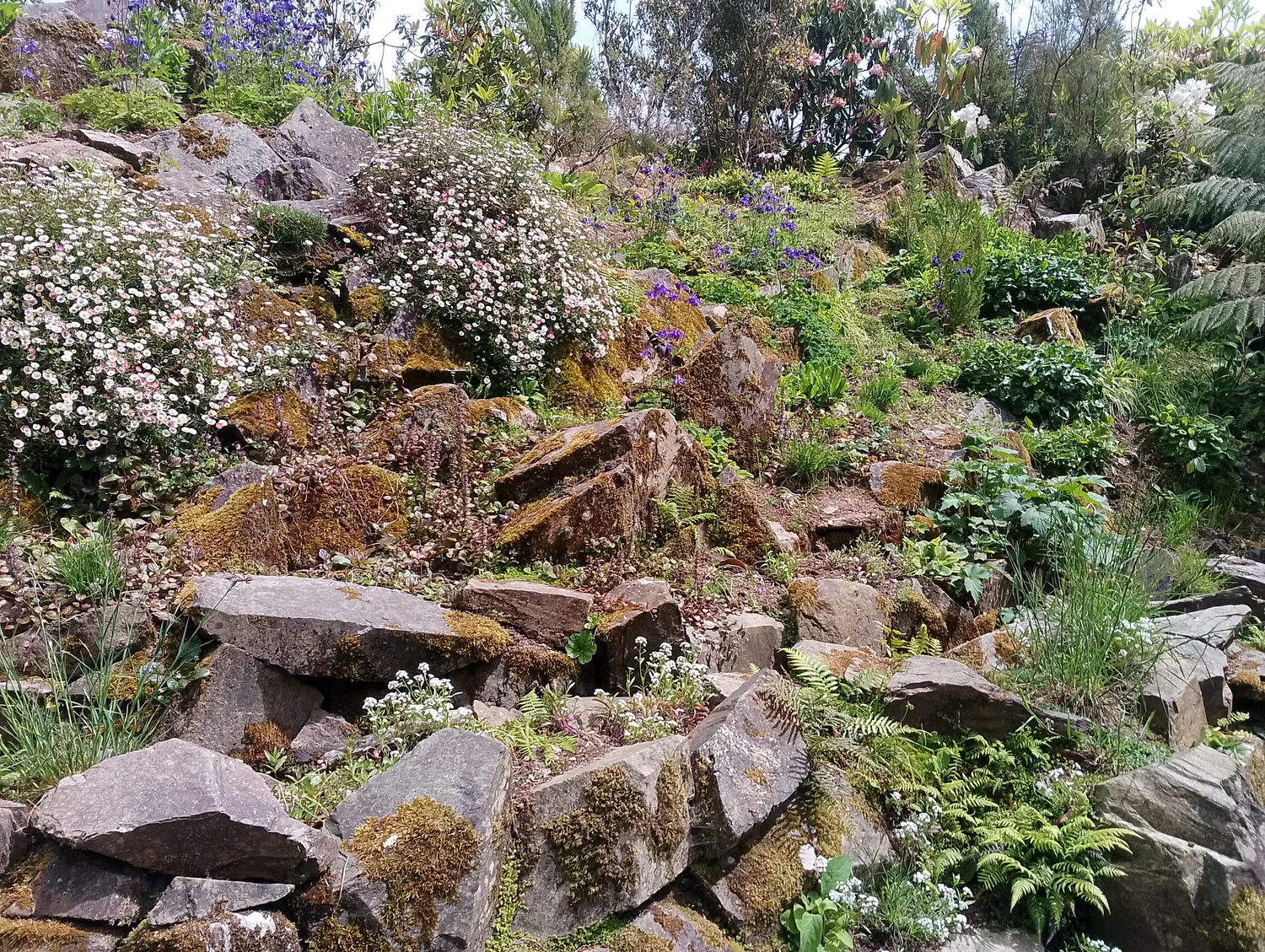 Garden plants