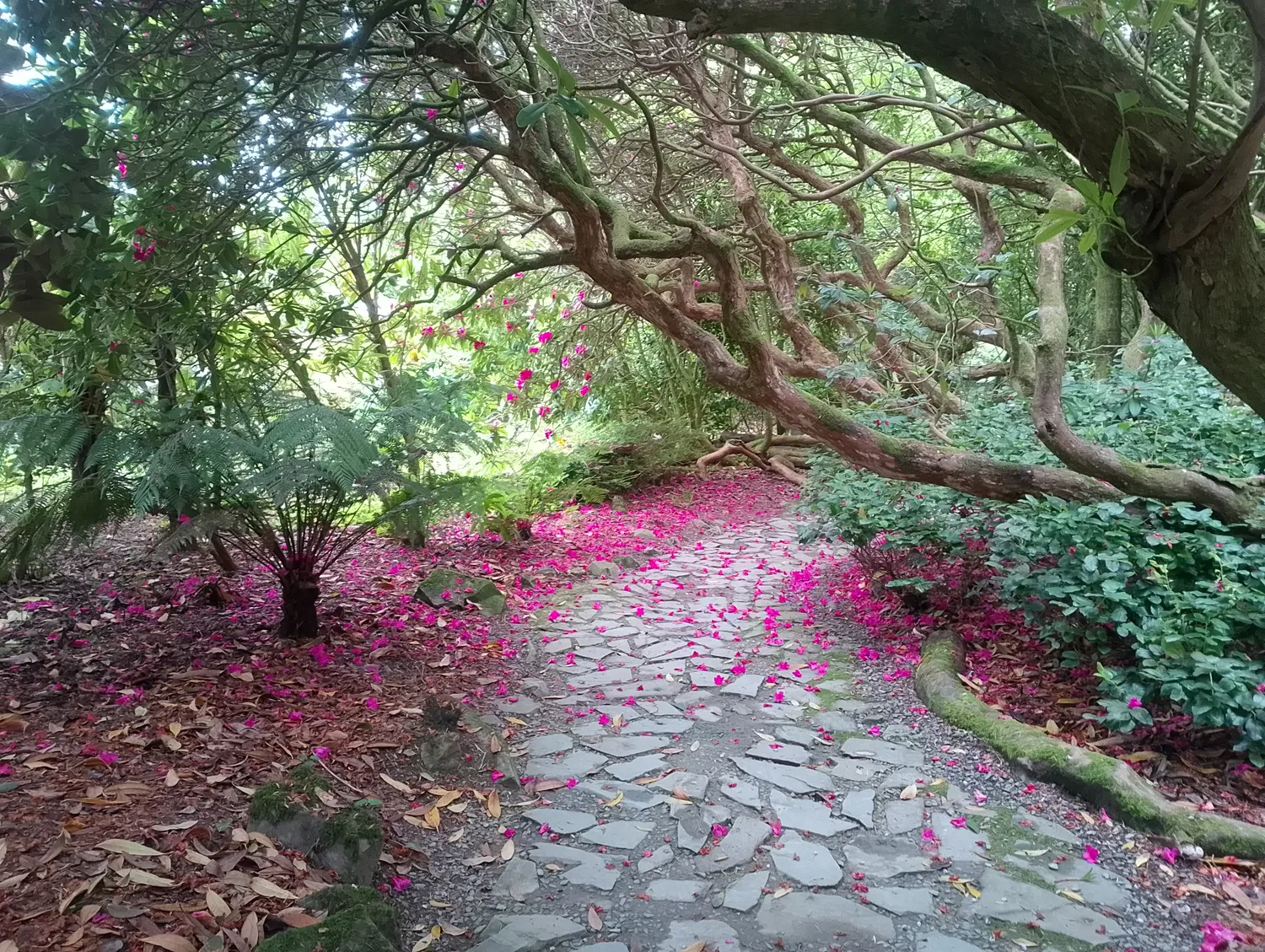 Garden panorama