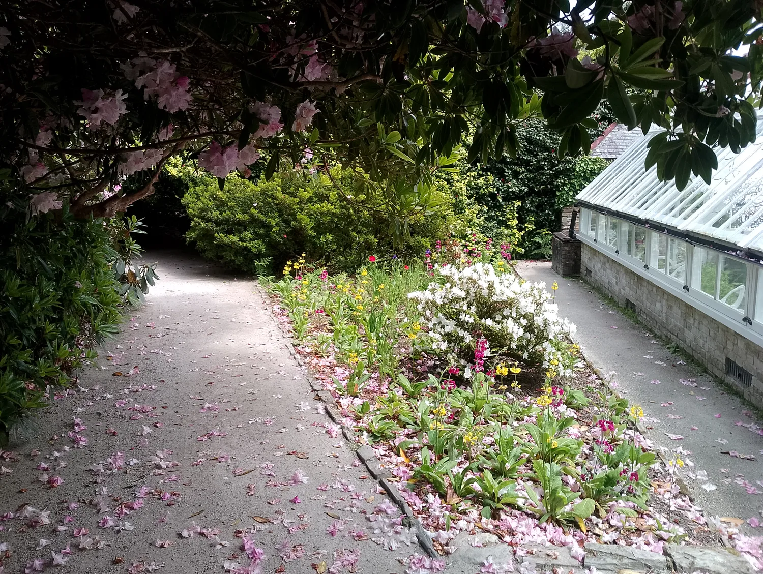Rhododendron petals on the path