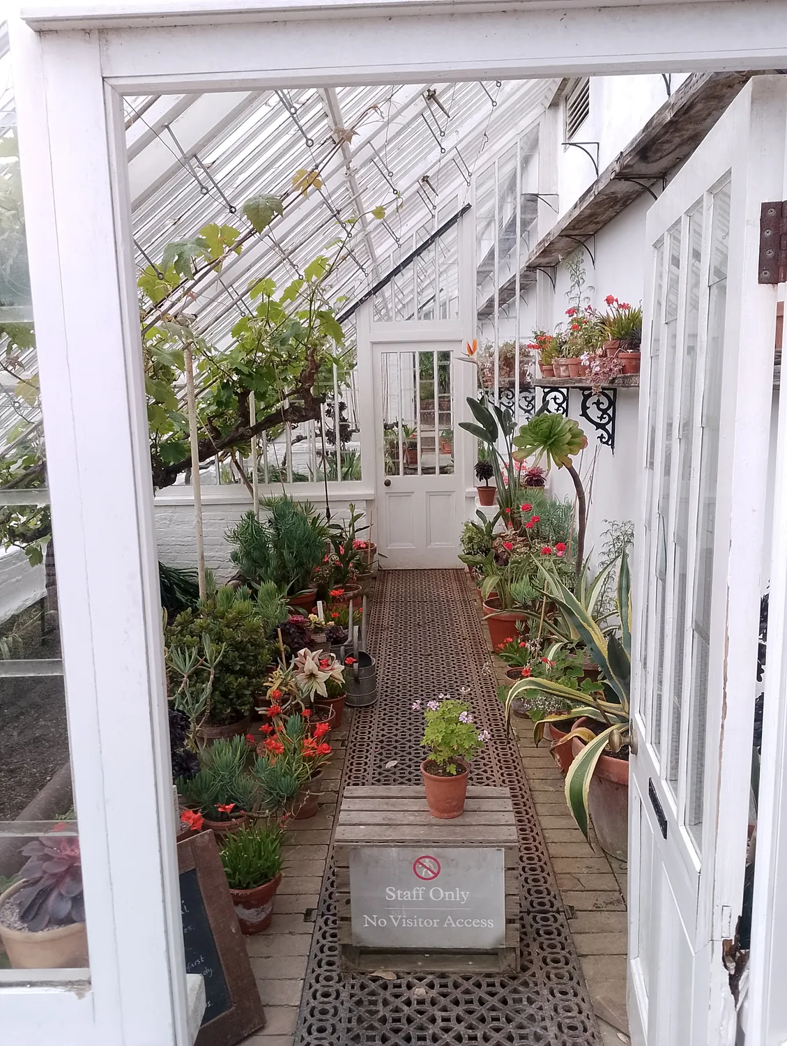 Garden flowers