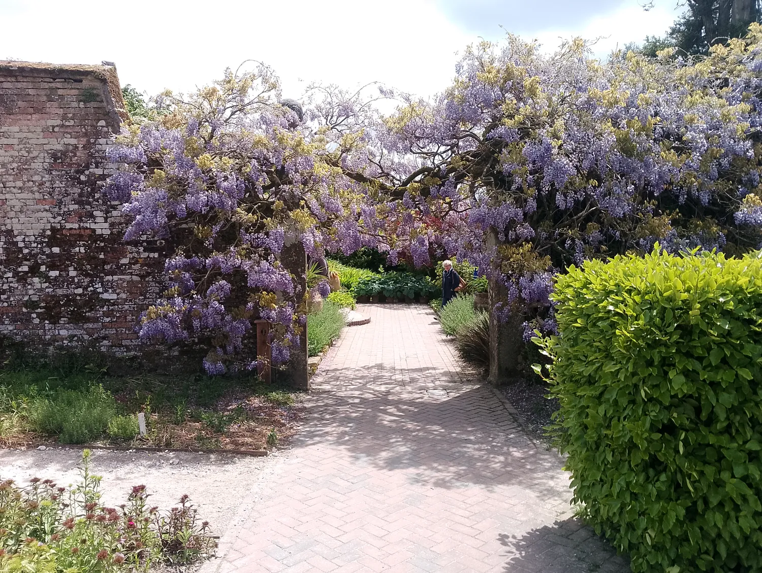 Garden path with hedges