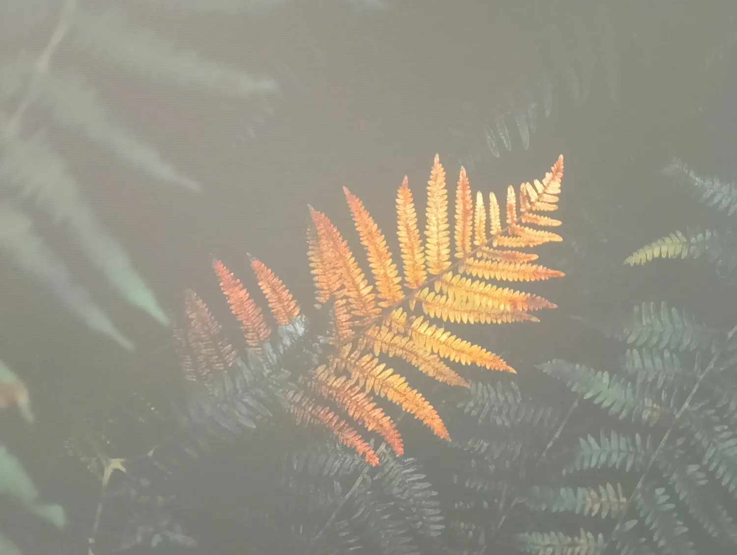Nature art display