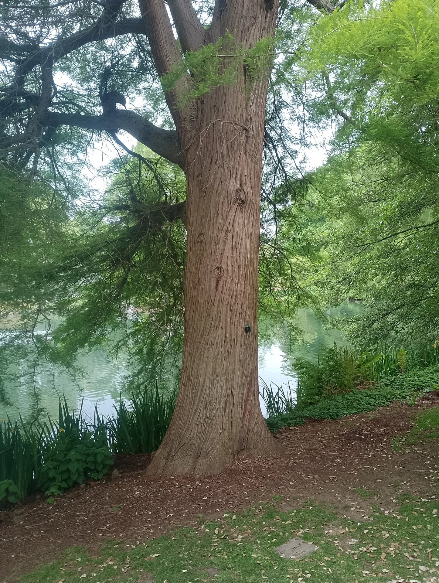 Tree trunk by the pond