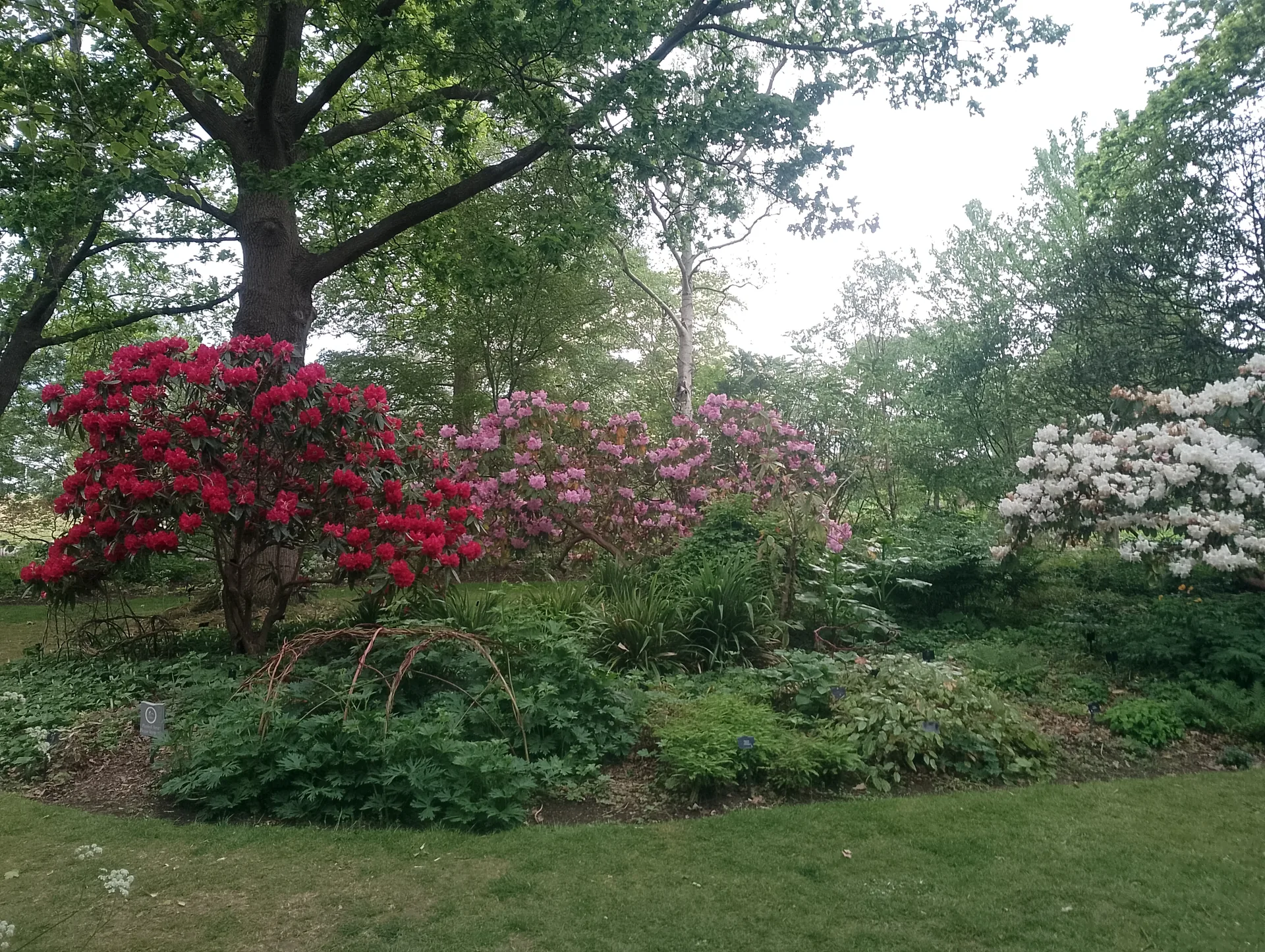Rhododendrons